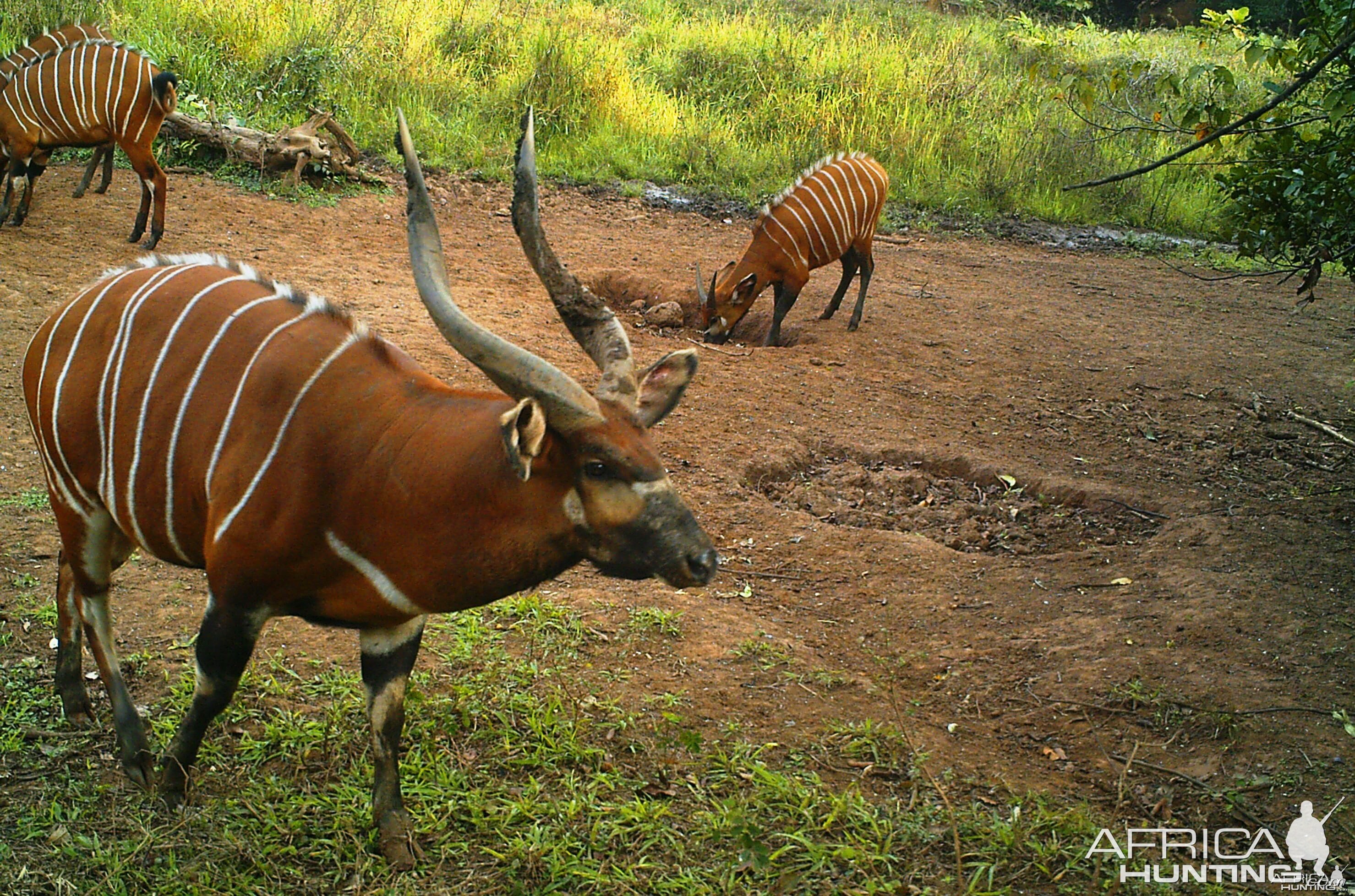 Bongo