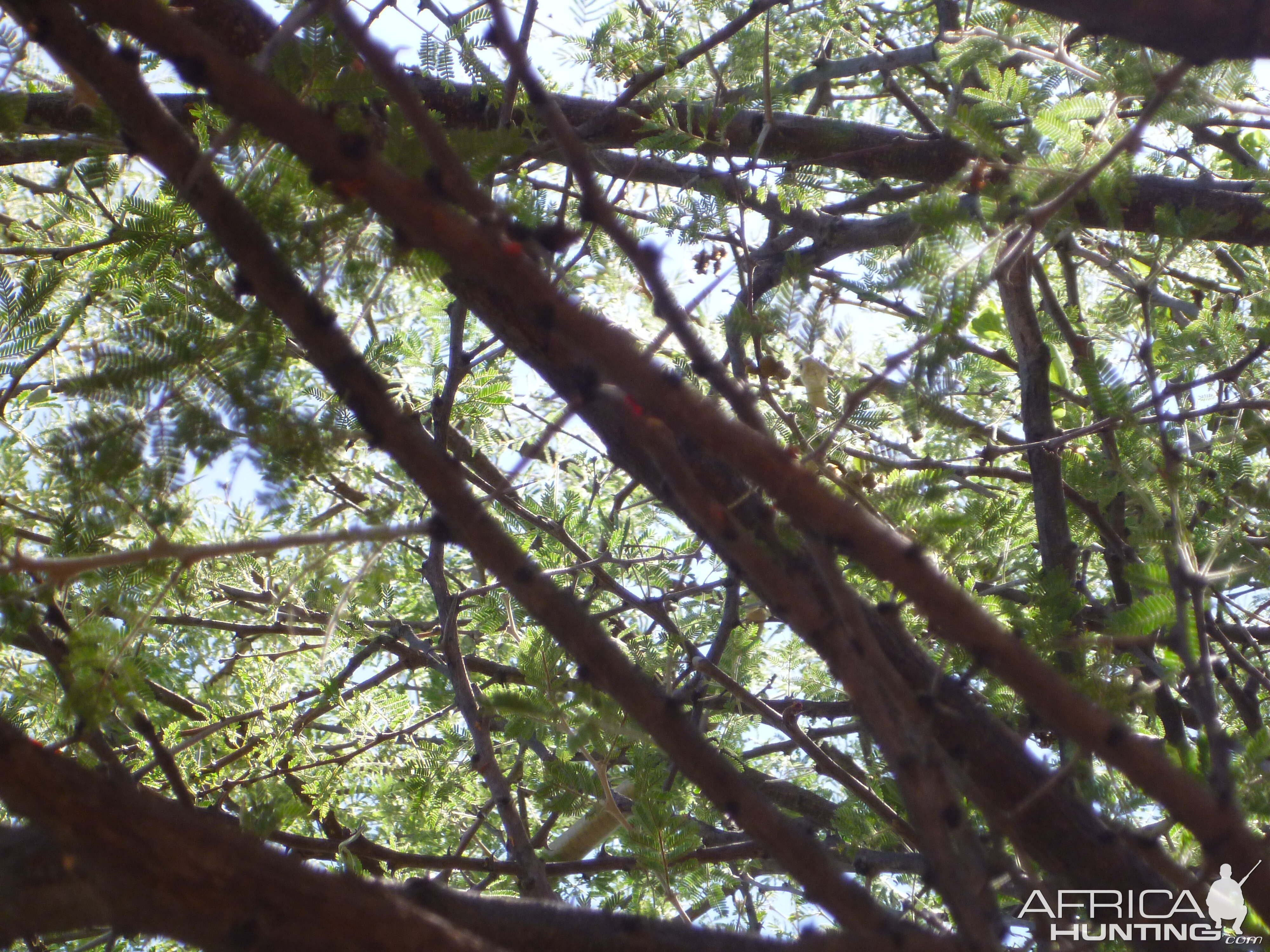 Boomslang Namibia (snake)