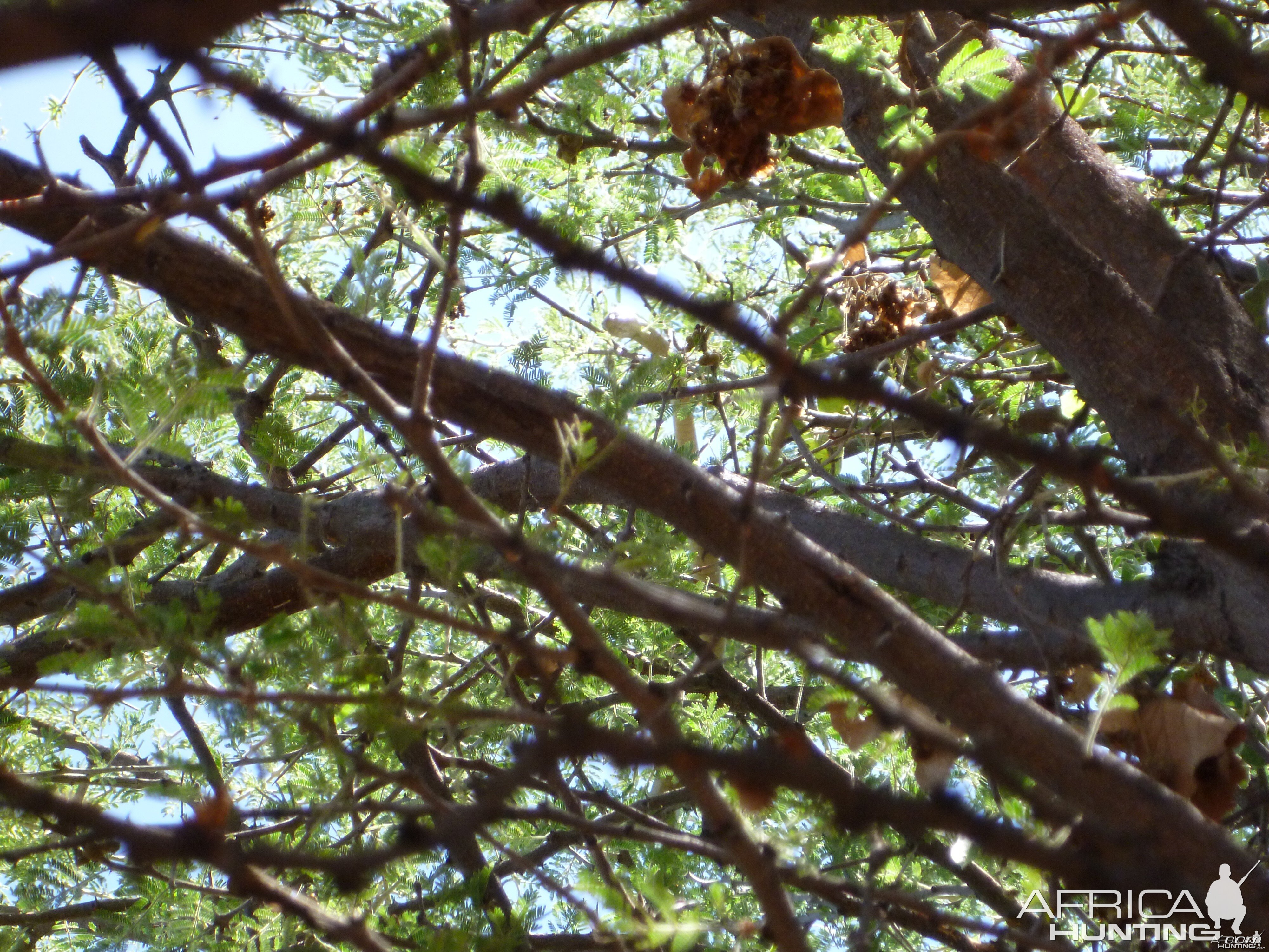 Boomslang Namibia (snake)