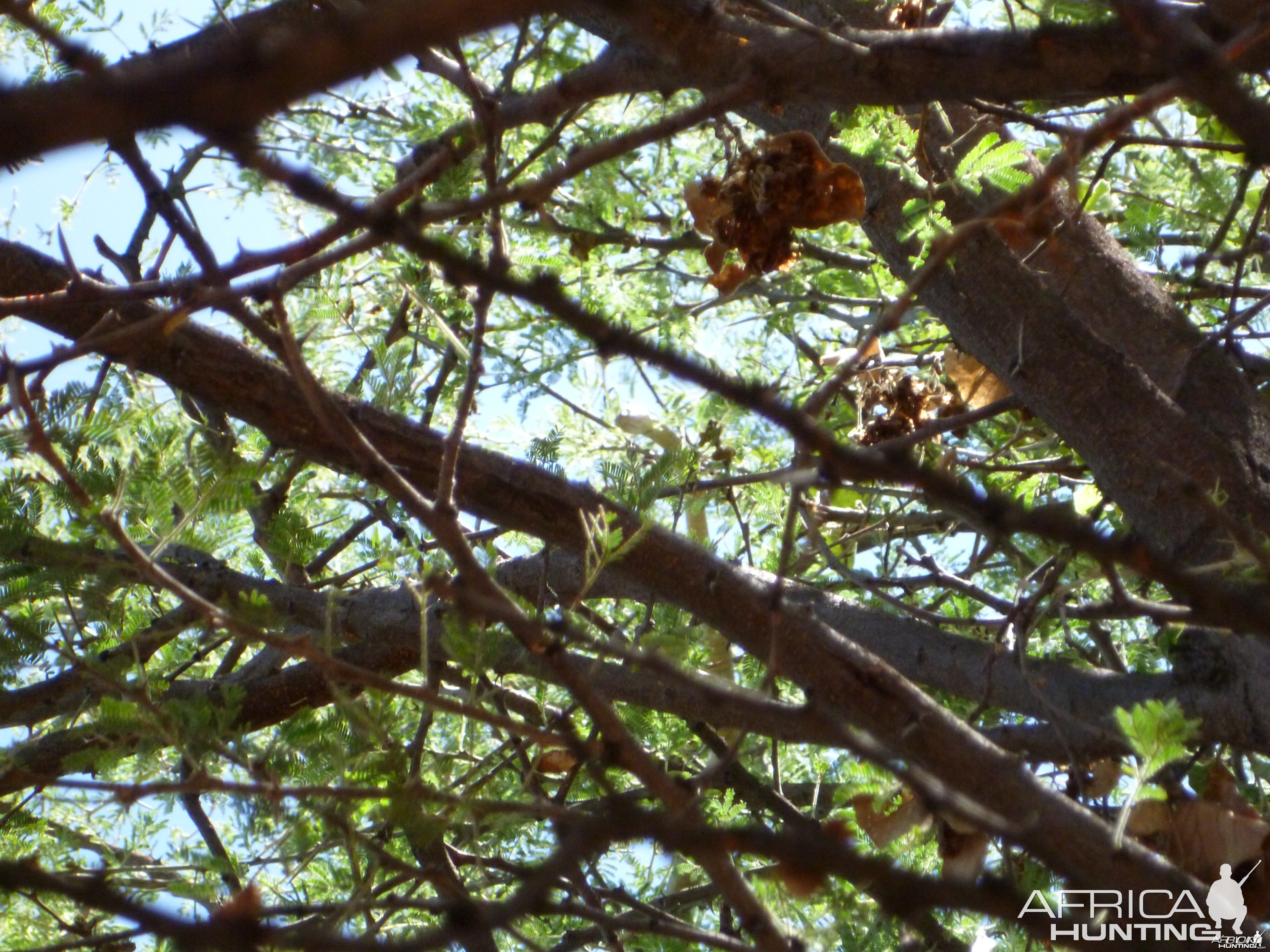 Boomslang Namibia (snake)