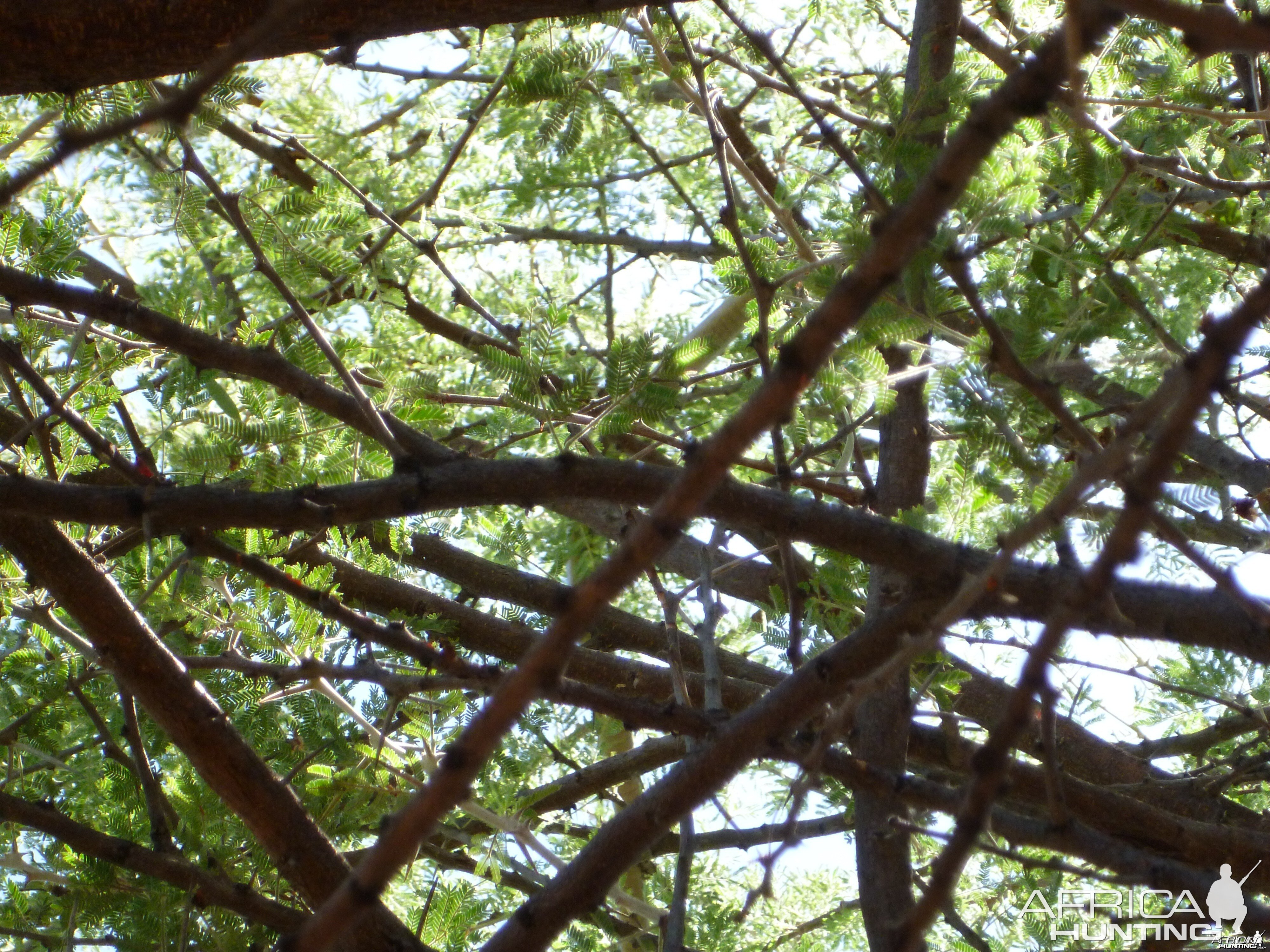 Boomslang Namibia (snake)