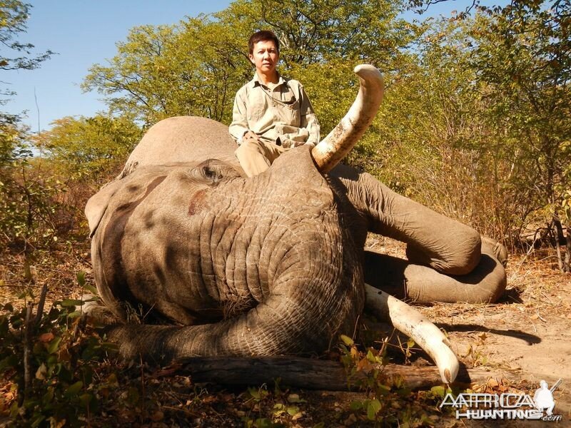 Botswana Elephant - 2