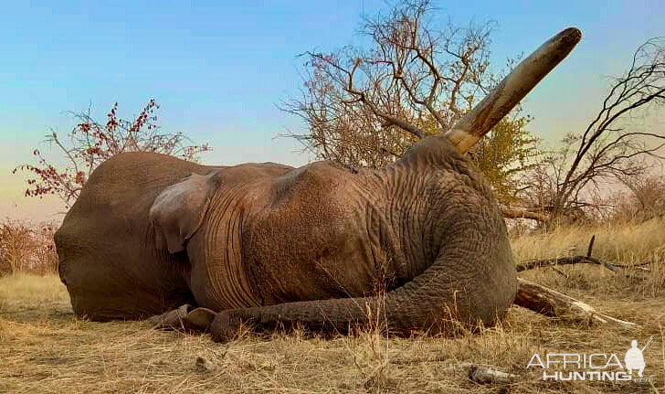 Botswana Elephant Hunt | AfricaHunting.com