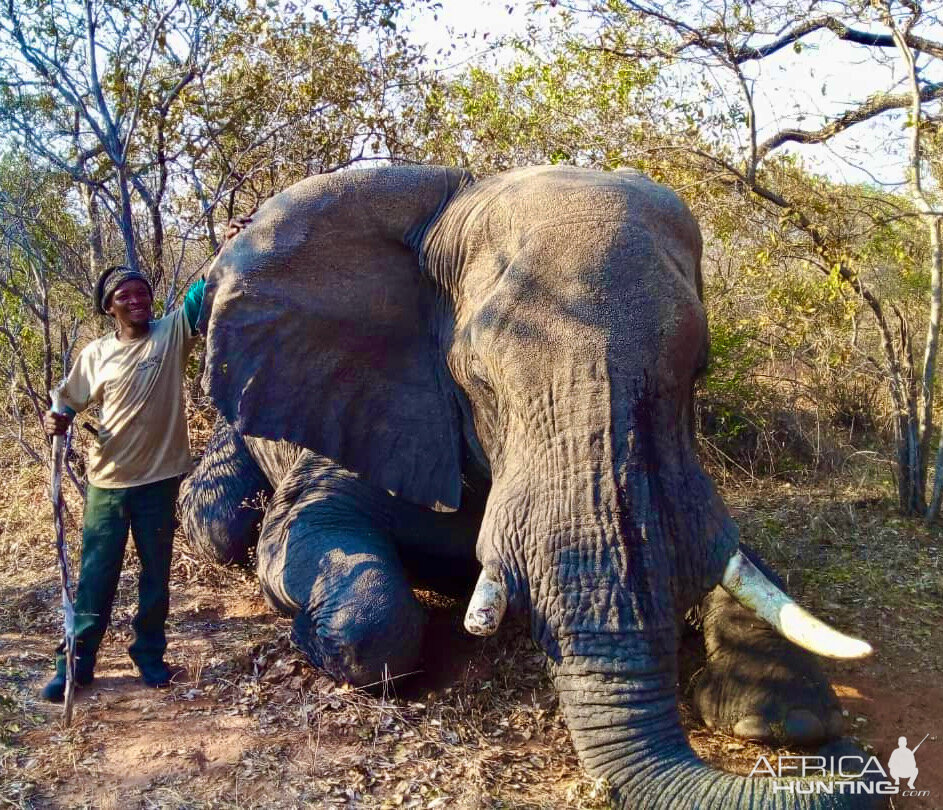 Botswana Elephant Hunt | AfricaHunting.com