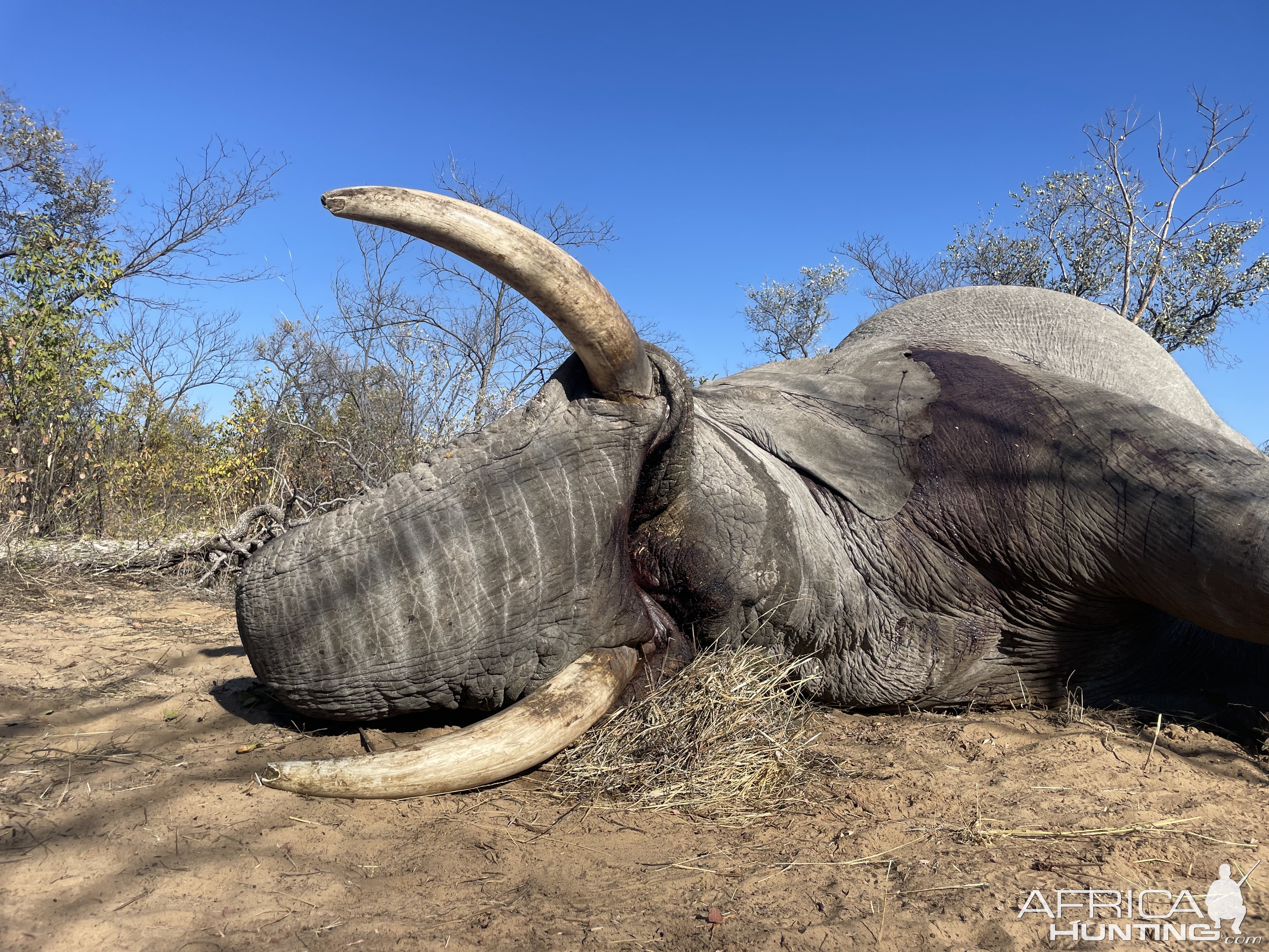 Botswana Elephant Hunt