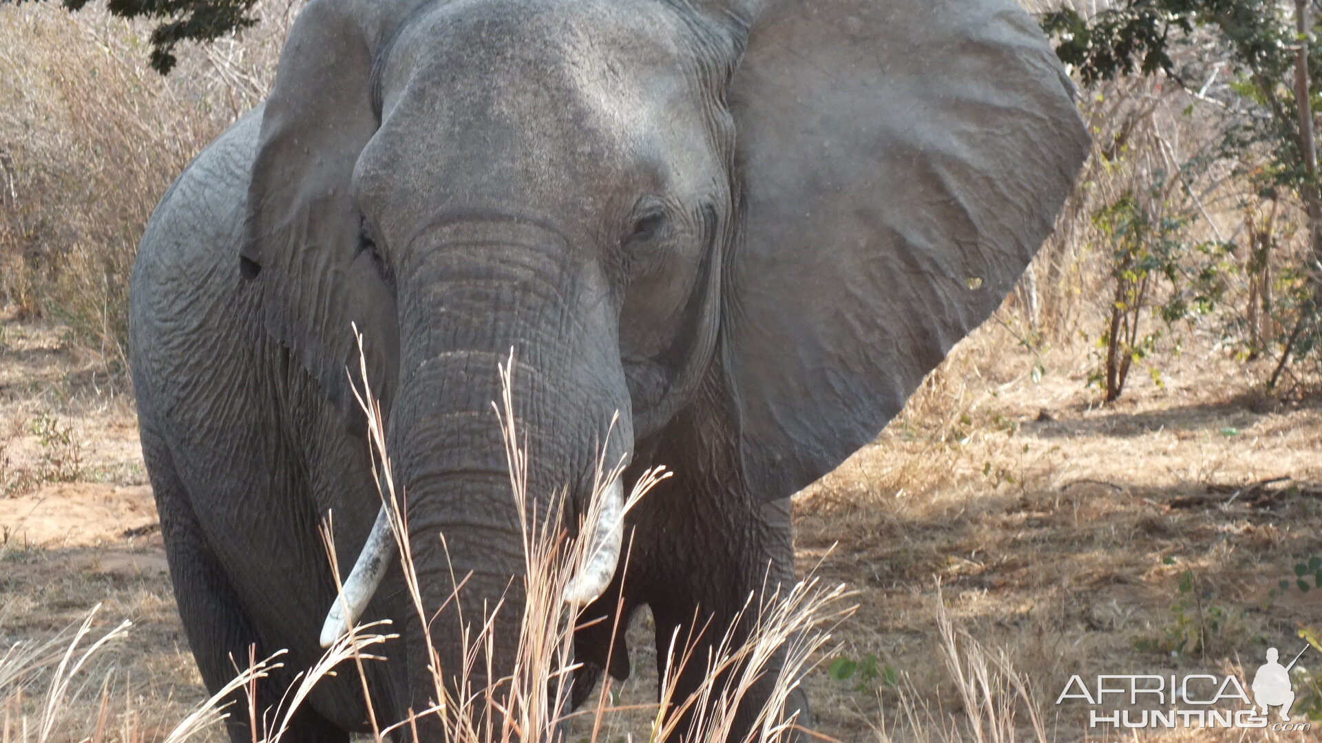 Botswana Elephant