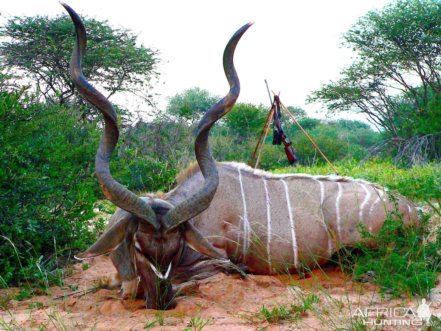 Botswana Hunt 54" Inch Kudu