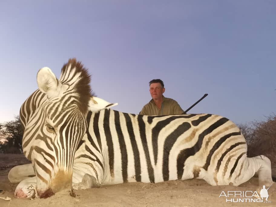 Botswana Hunt Burchell's Plain Zebra