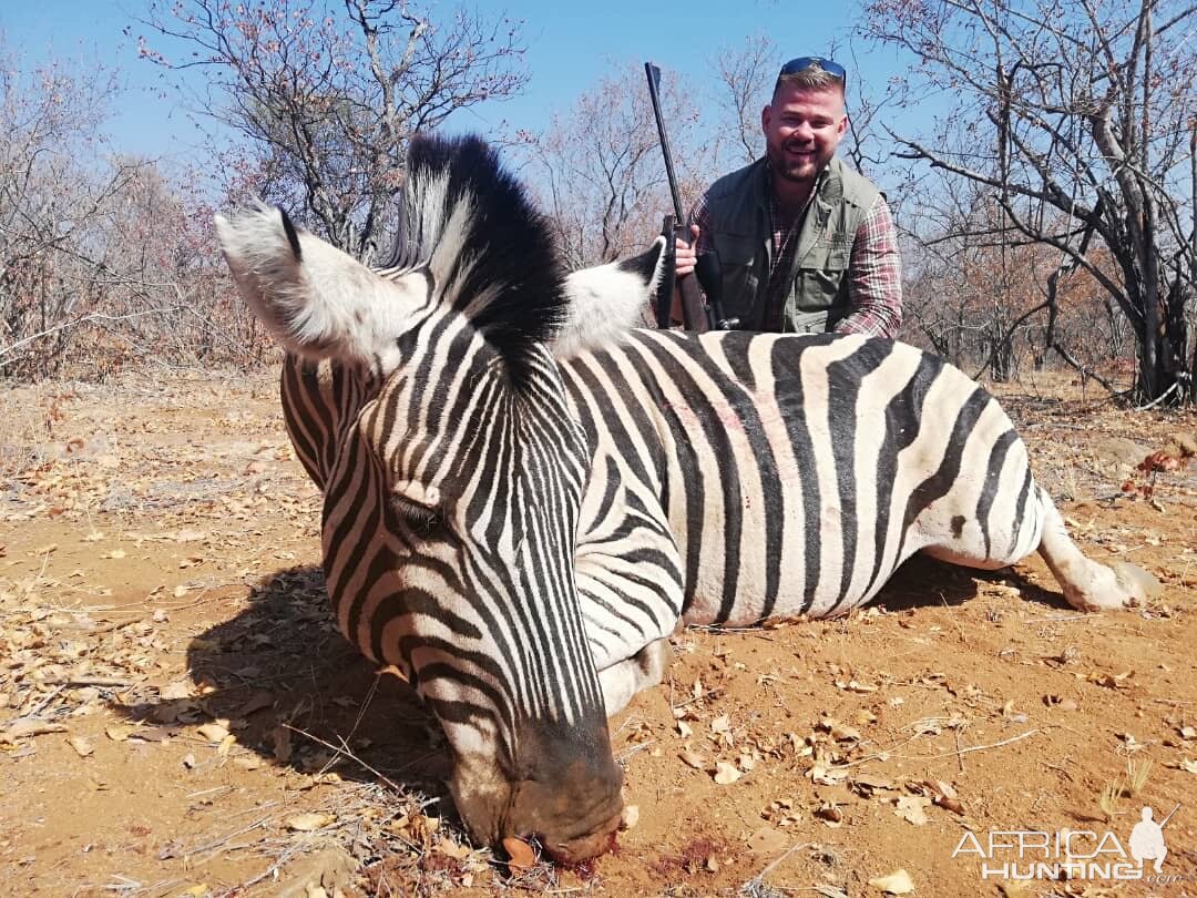 Botswana Hunt Burchell's Plain Zebra