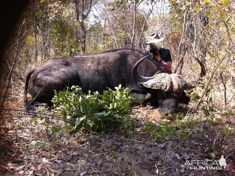 Botswana Hunt Cape Buffalo | AfricaHunting.com