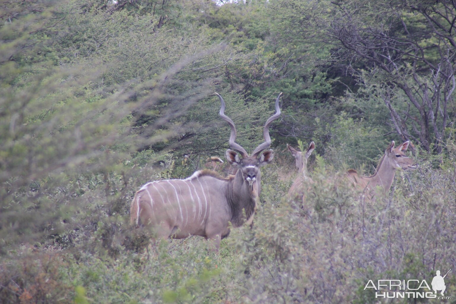 Botswana Kudu