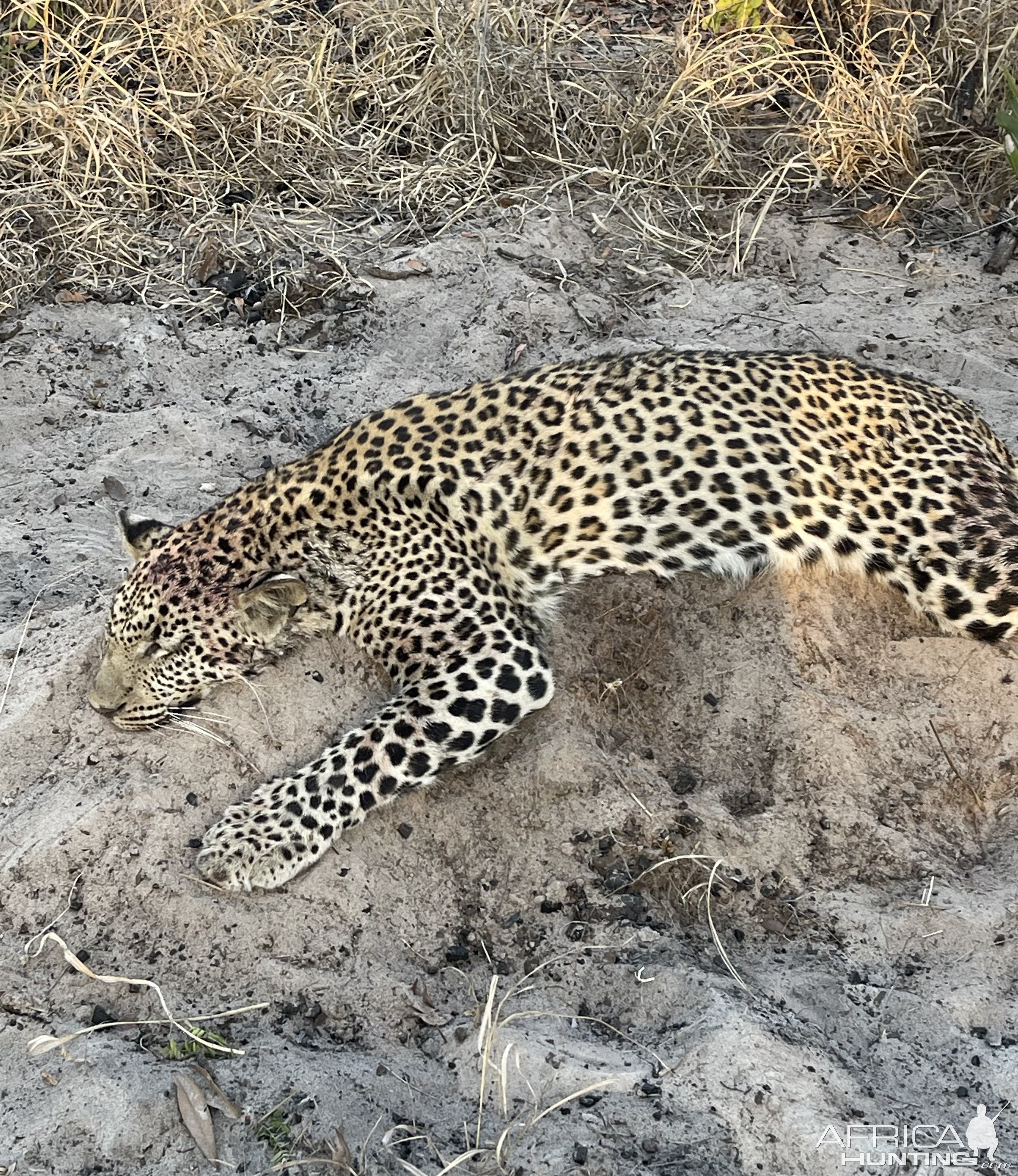 Botswana Leopard Hunt