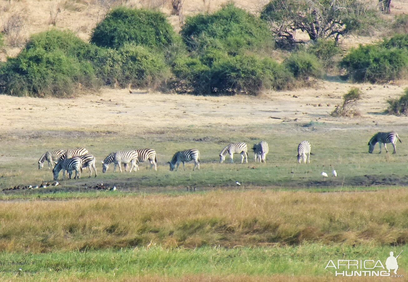 Botswana Zebra