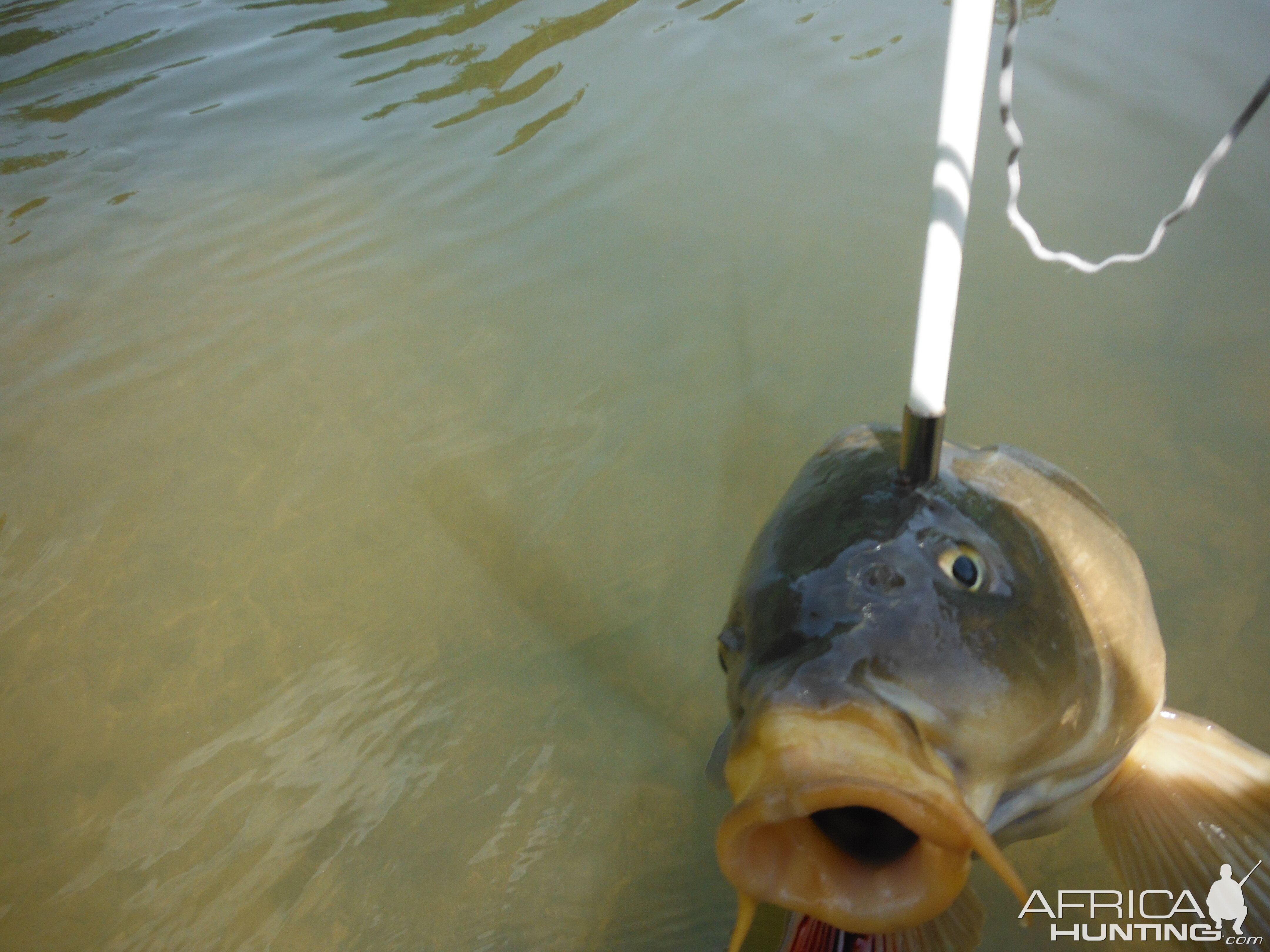 Bow Fishing Carp