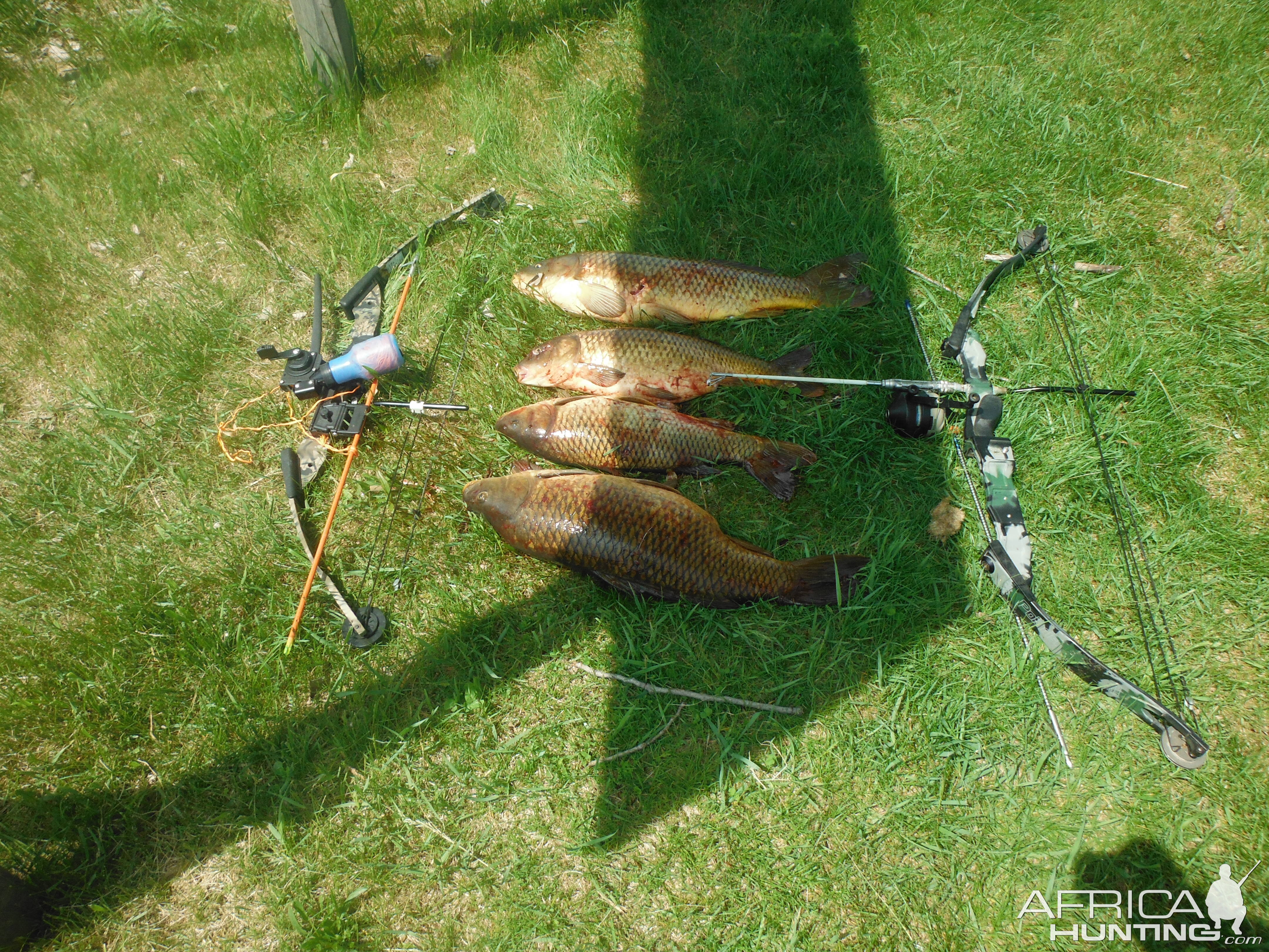 Bow Fishing Carp