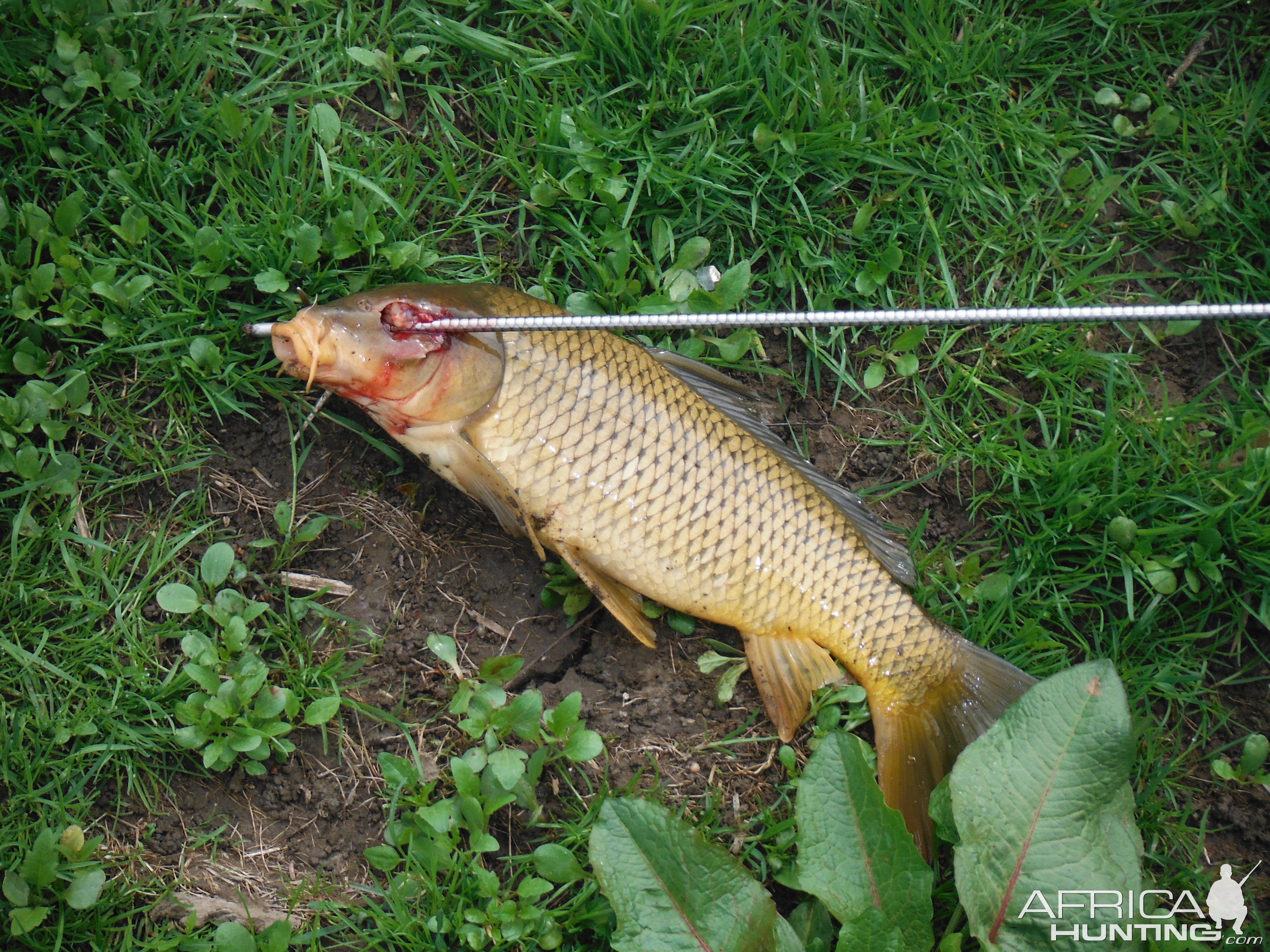 Bow Fishing Carp