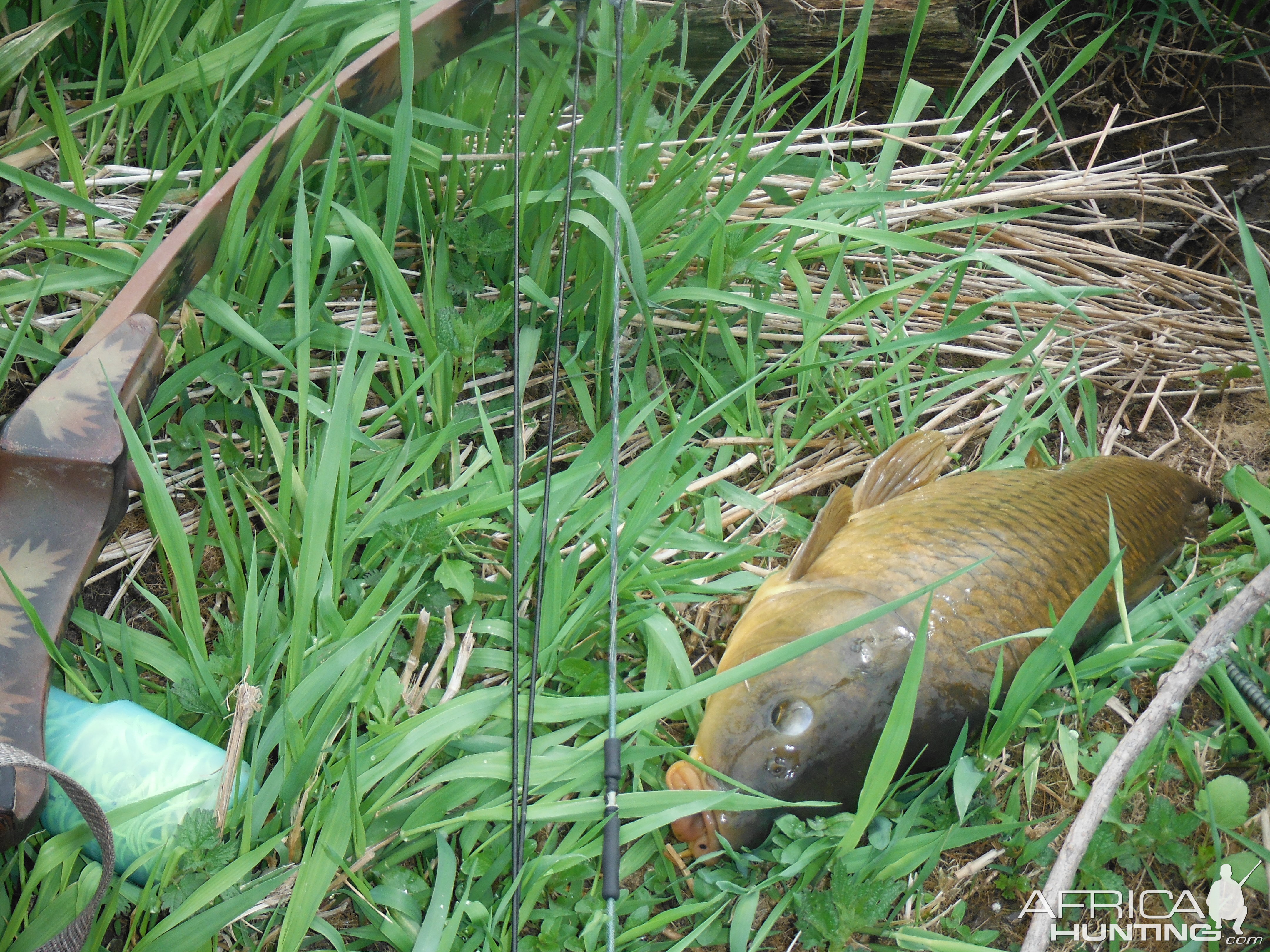 Bow Fishing Carp