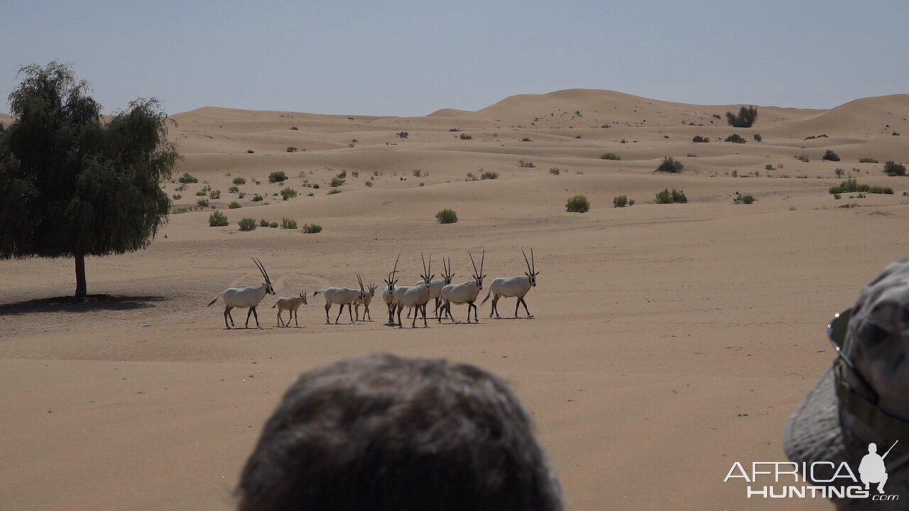 Bow Hunt Arabian Oryx in United Arab Emirates