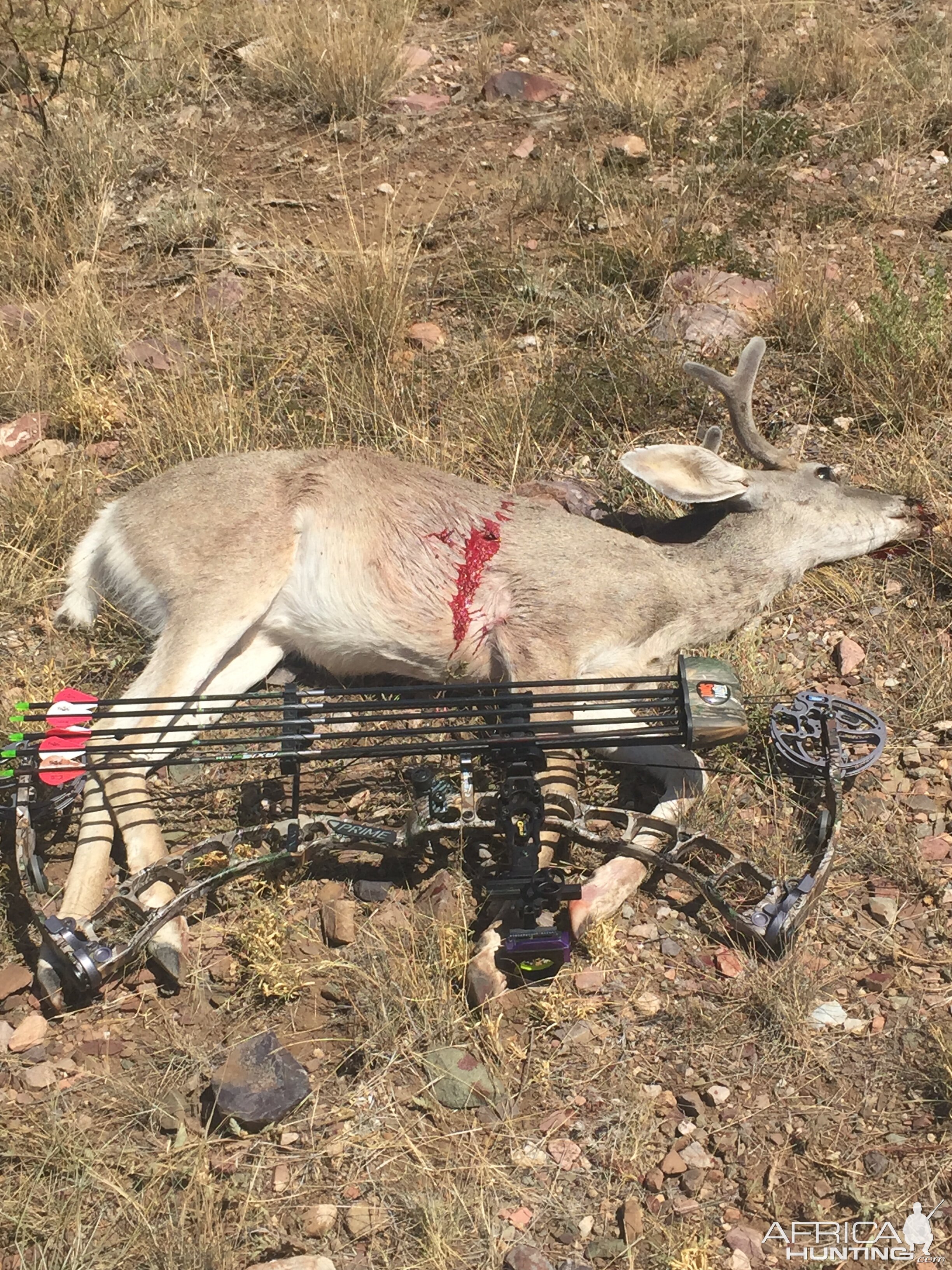 Bow Hunt Coues Deer