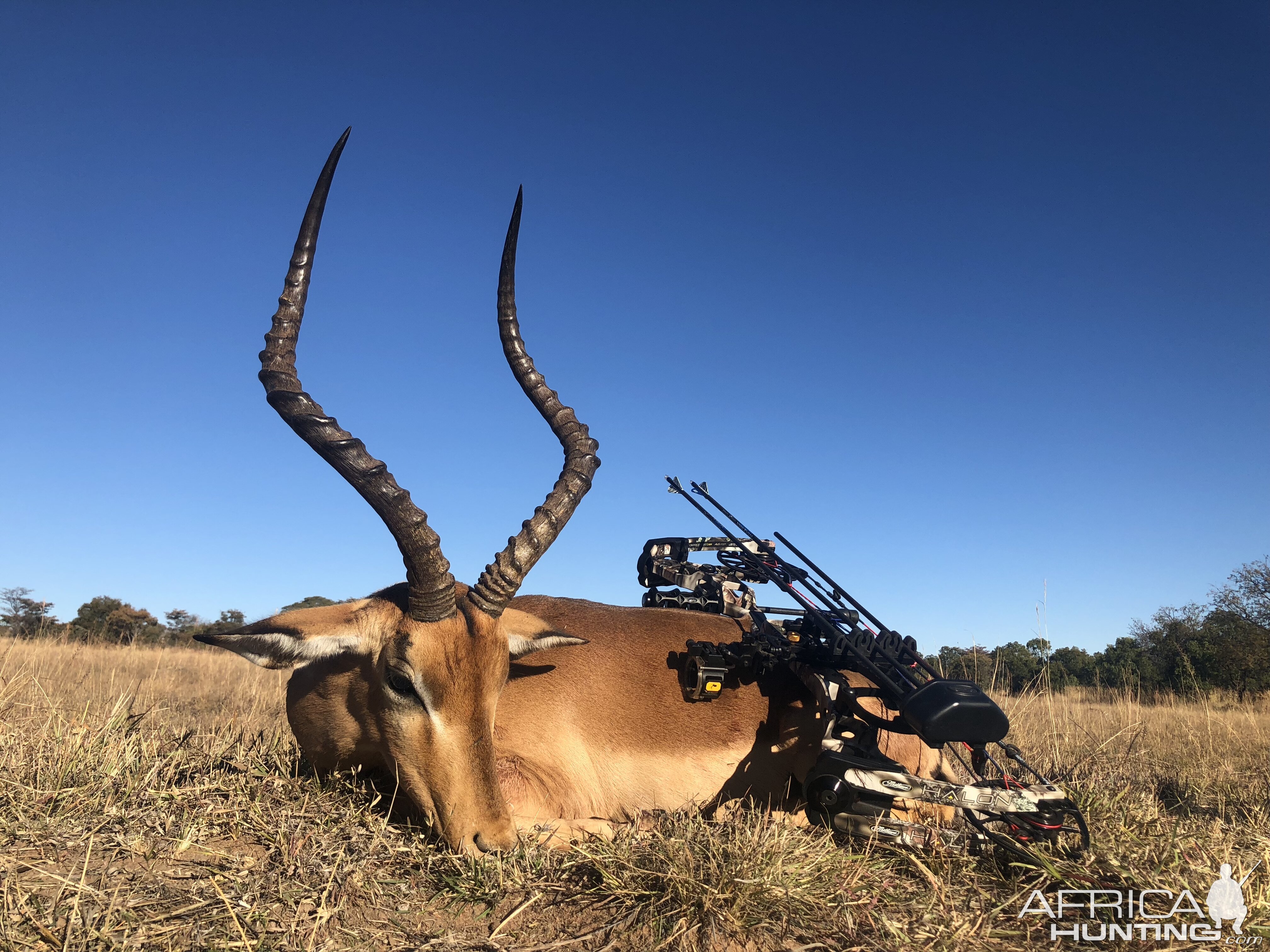 Bow Hunt Impala in South Africa