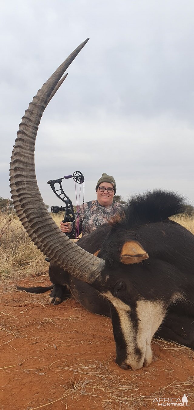 Bow Hunt Sable Antelope in South Africa