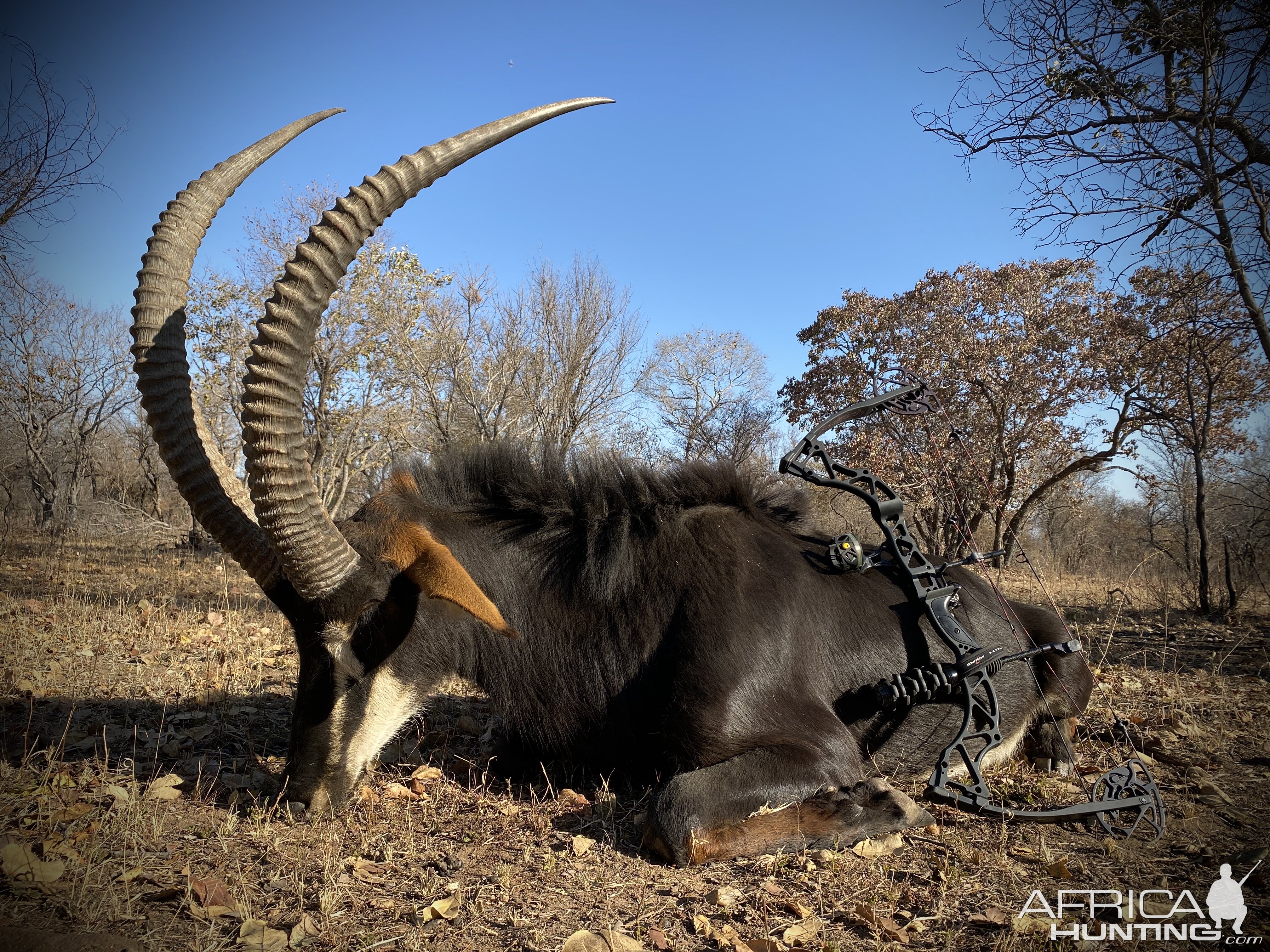 Bow Hunt Sable Antelope in South Africa