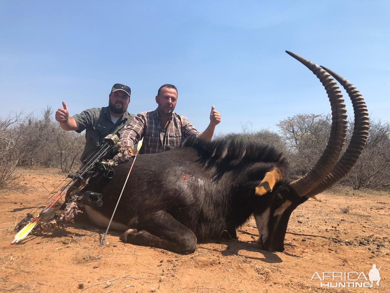 Bow Hunt Sable Antelope in South Africa