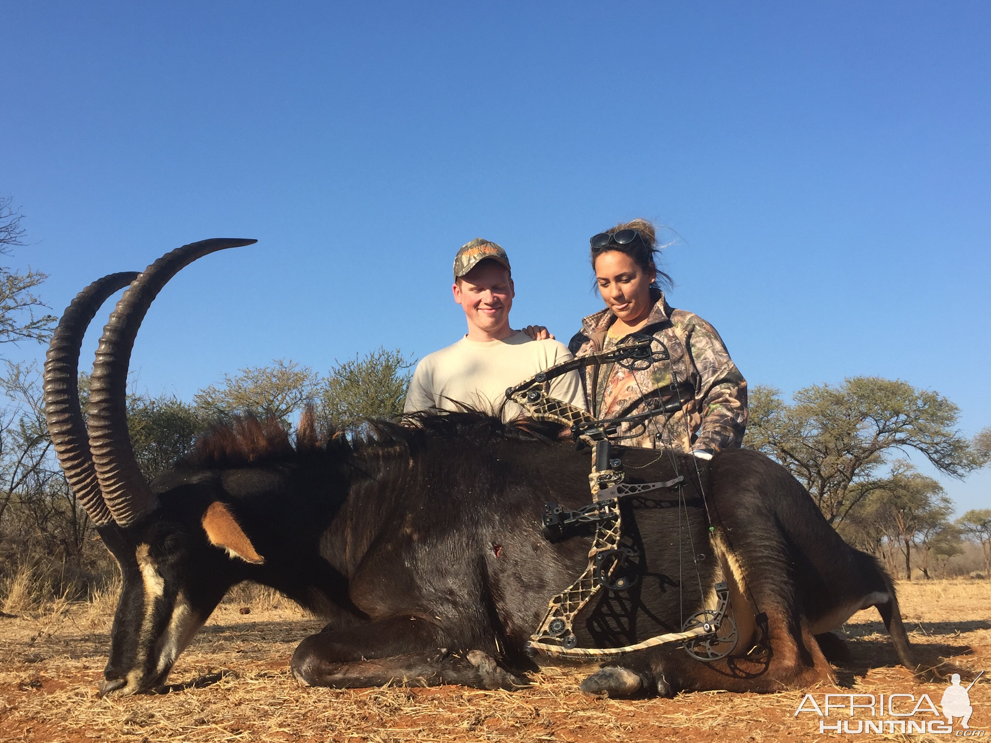 Bow Hunt Sable Antelope South Africa
