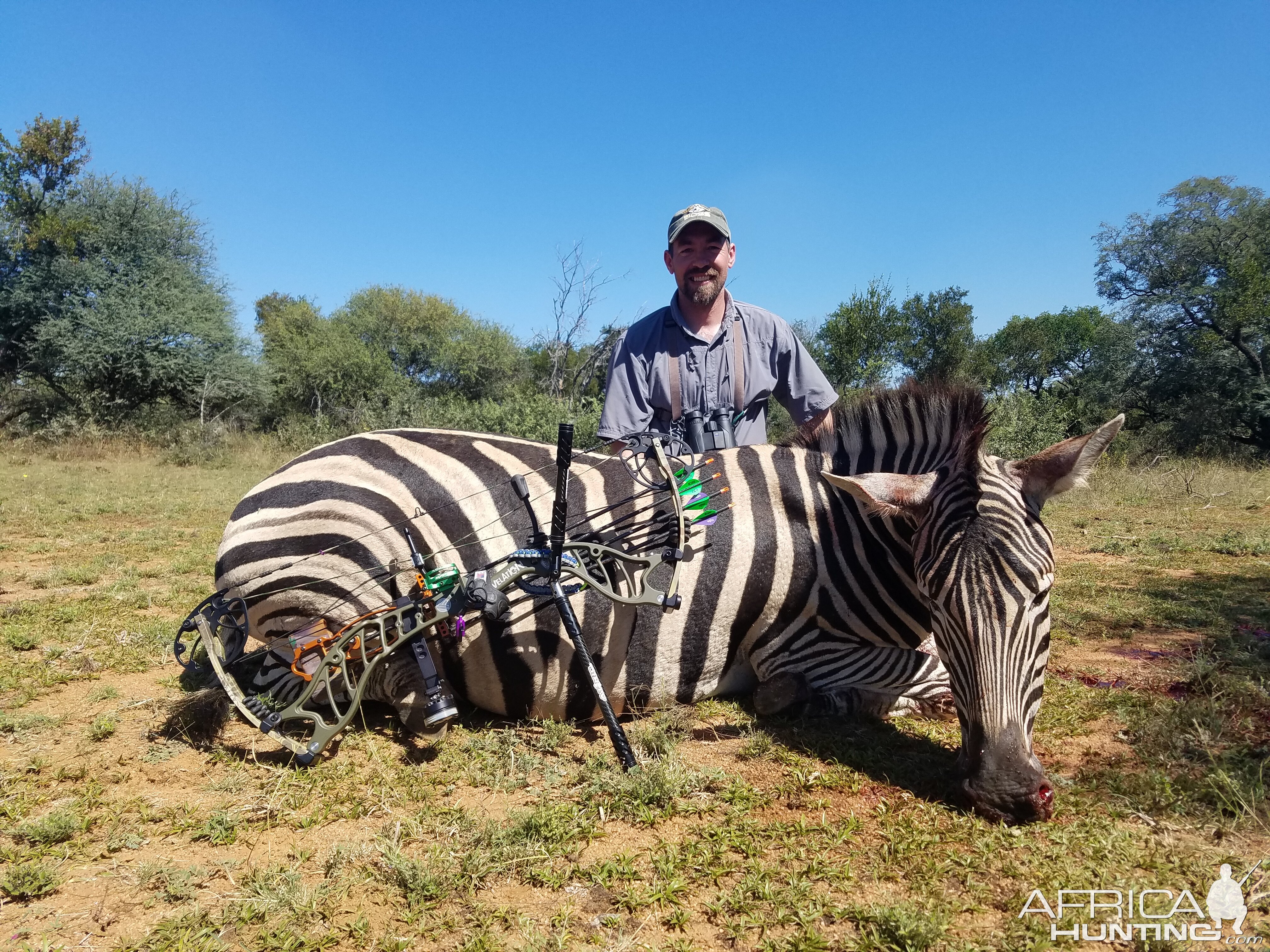 Bow Hunt Zebra in South Africa