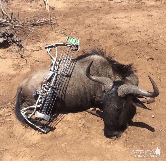 Bow Hunting Blue Wildebeest in South Africa