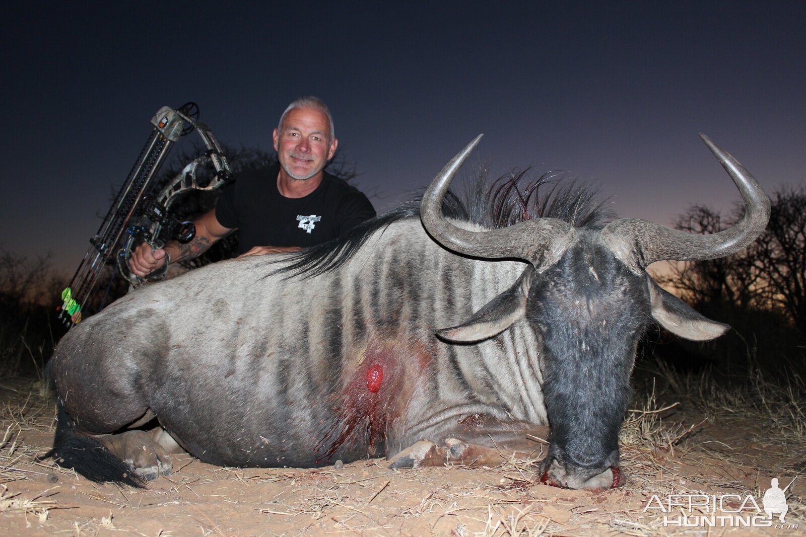 Bow Hunting Blue Wildebeest in South Africa