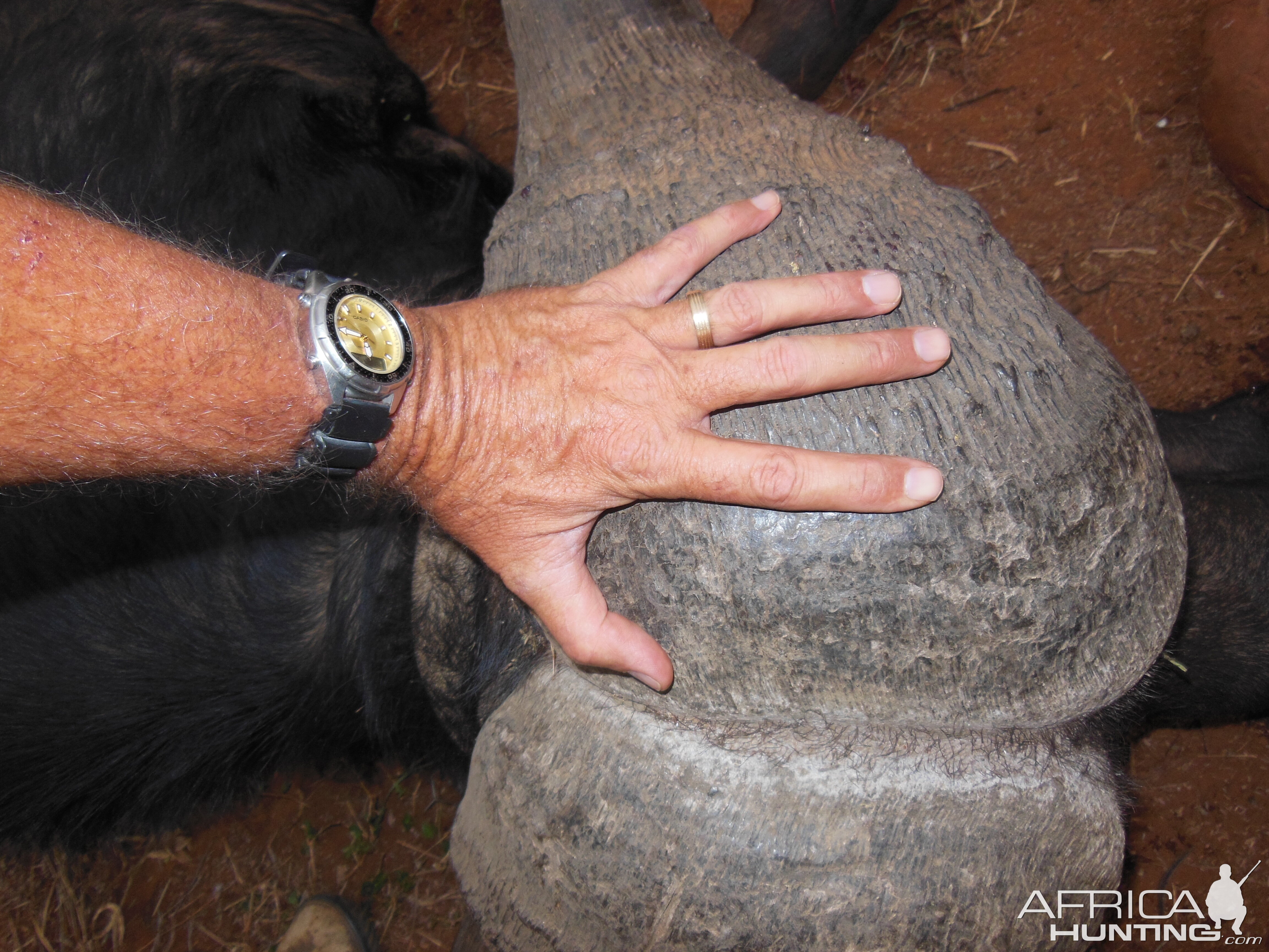 Bow Hunting Buffalo