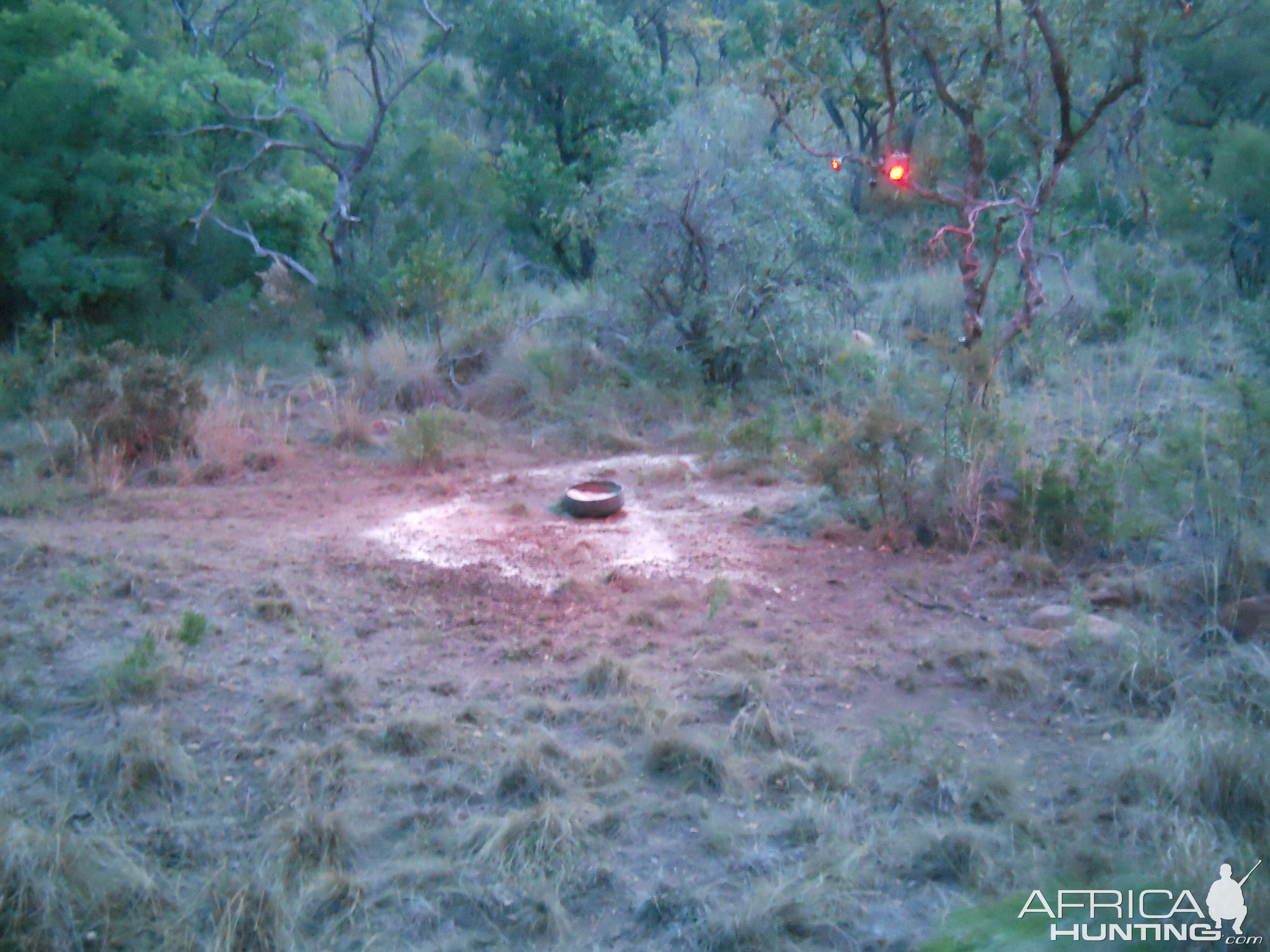 Bow Hunting Bushpig South Africa