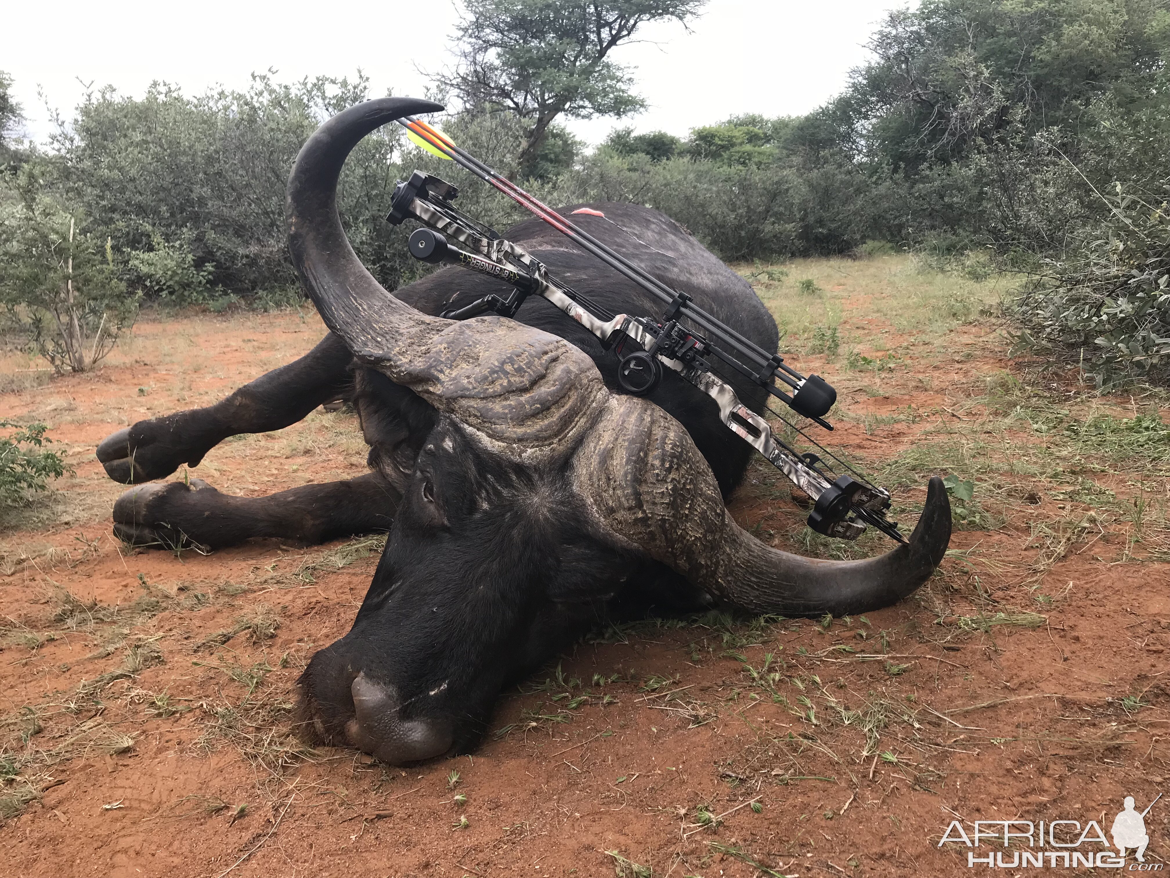 Bow Hunting Cape Buffalo South Africa