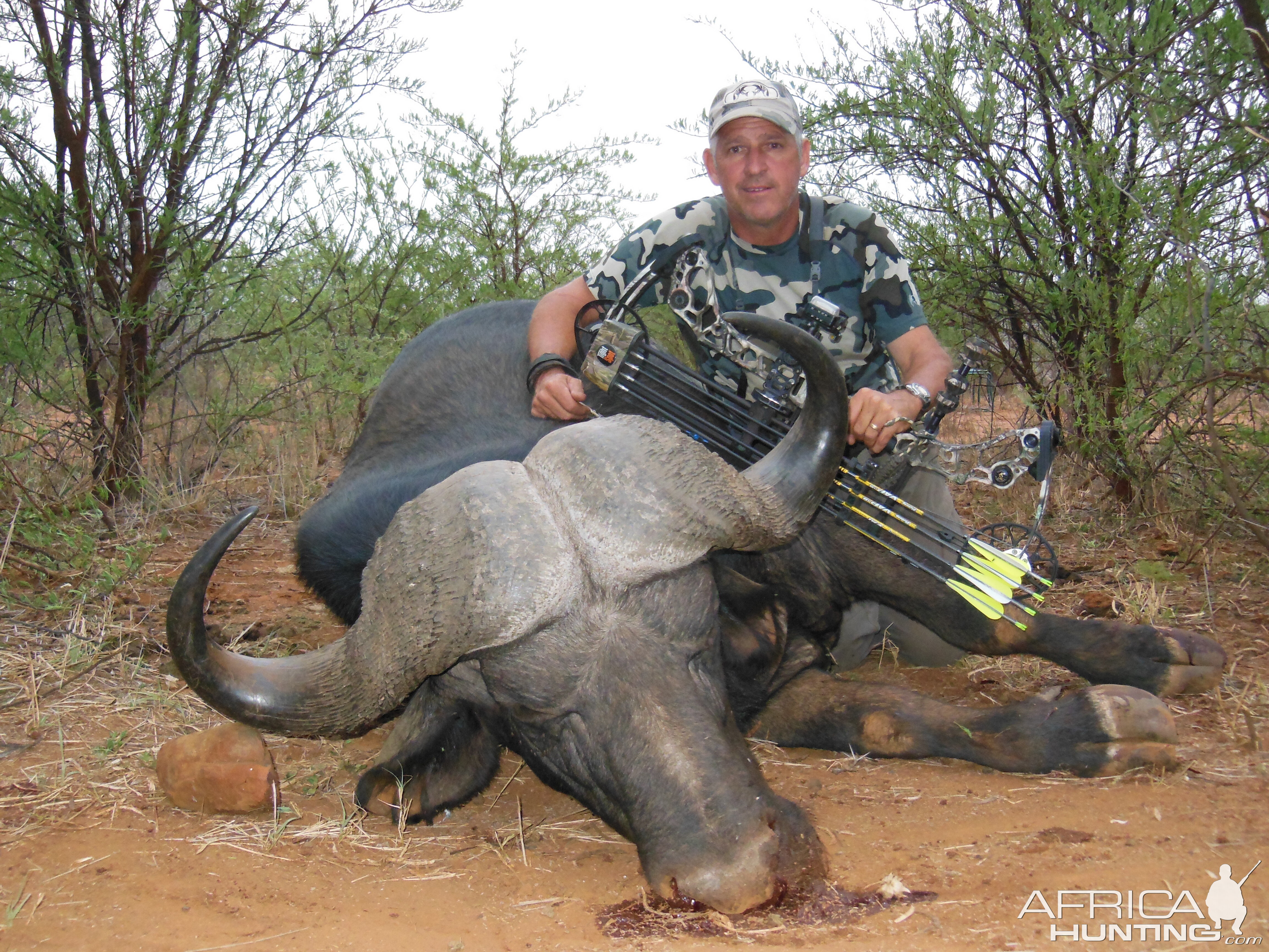 Bow Hunting Cape Buffalo