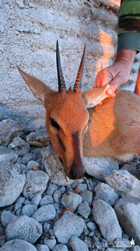 Bow Hunting Duiker in Namibia