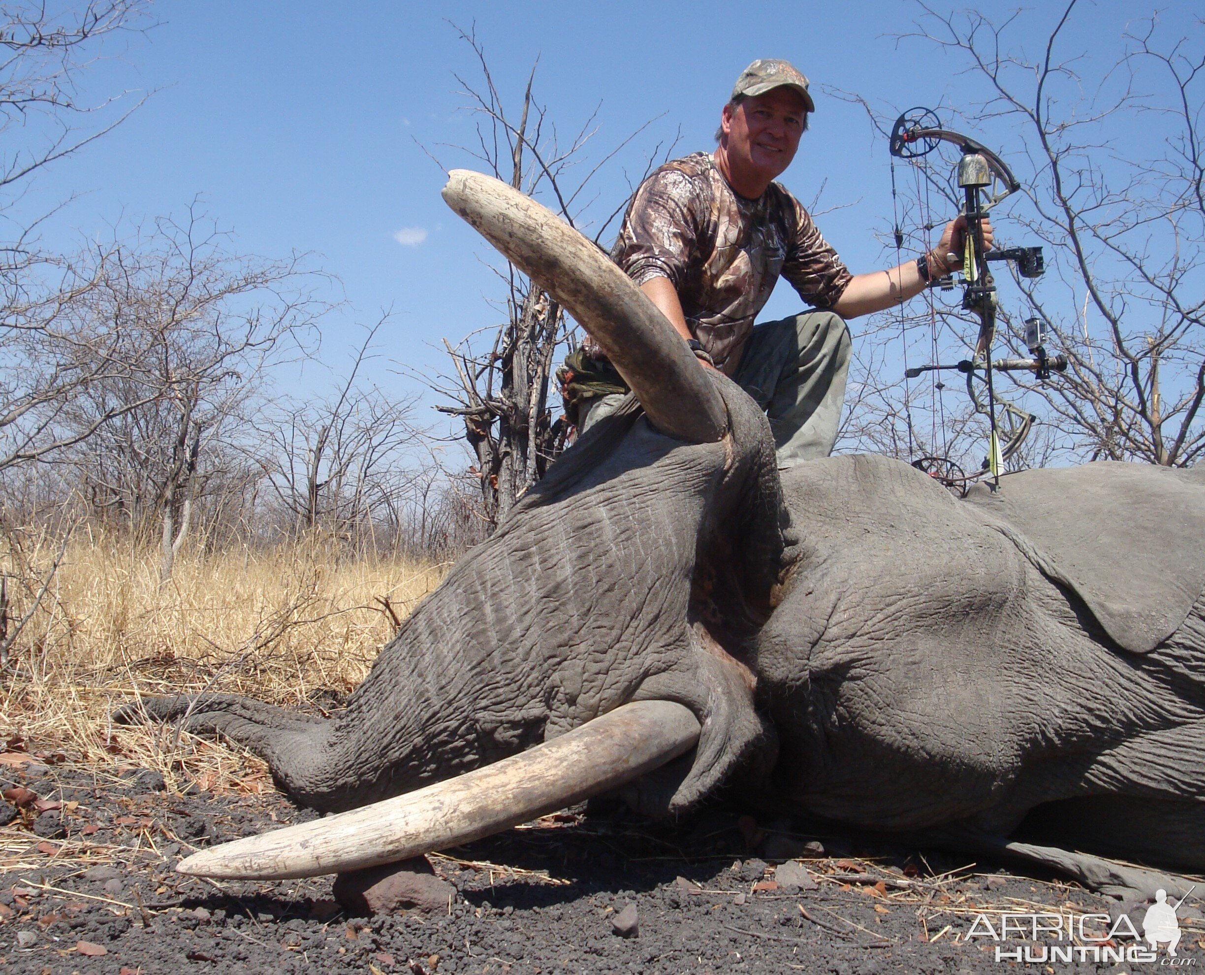 elephant bow hunting