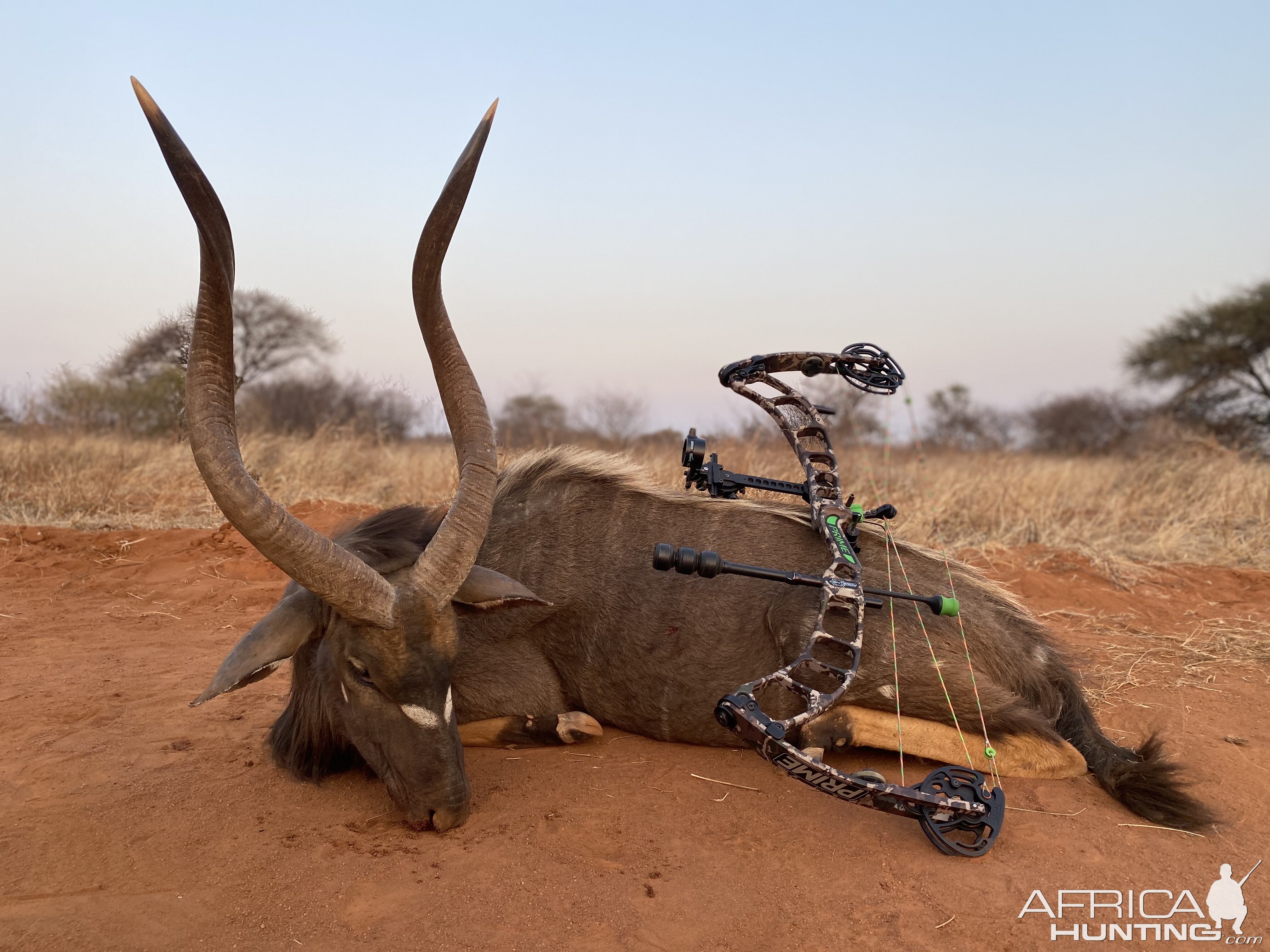 Bow Hunting Nyala in South Africa