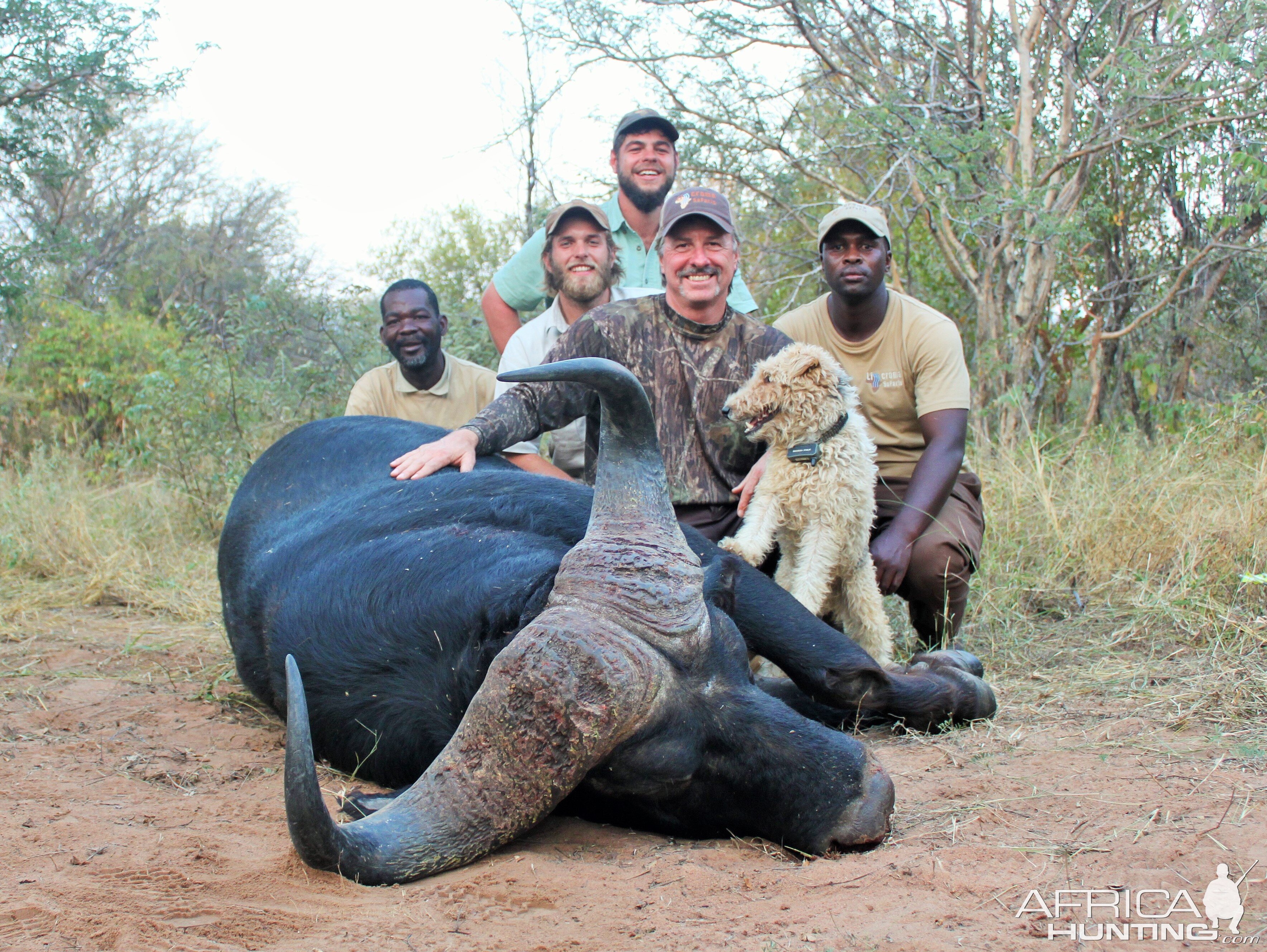 Bow Hunting South Africa Cape Buffalo