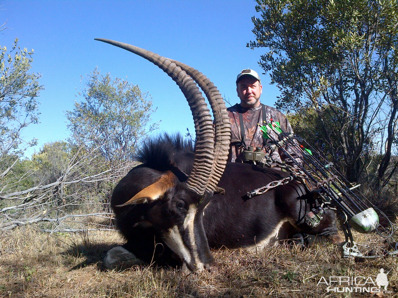 Bow Hunting South Africa Sable Antelope