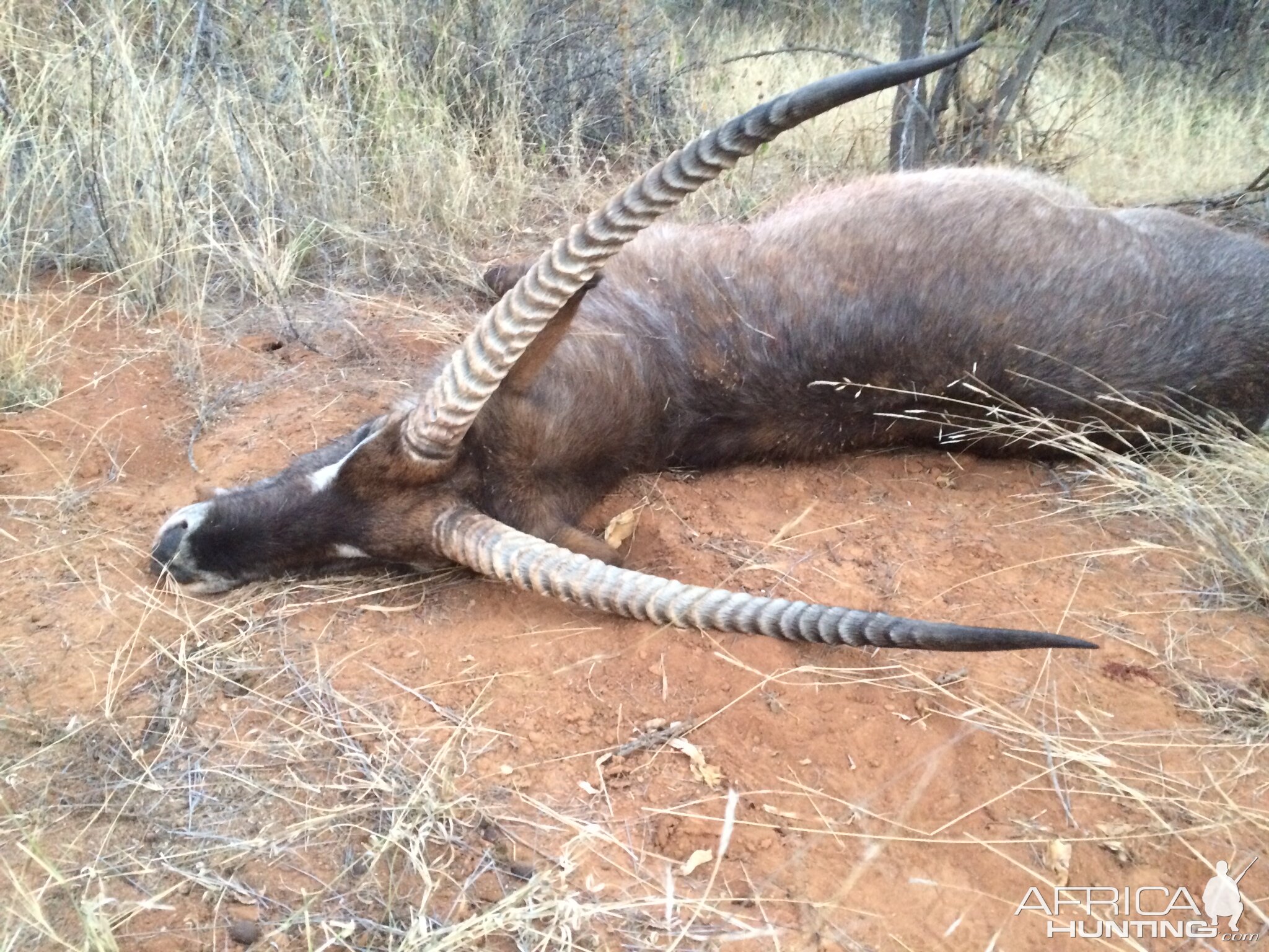 Bow Hunting Waterbuck in South Africa