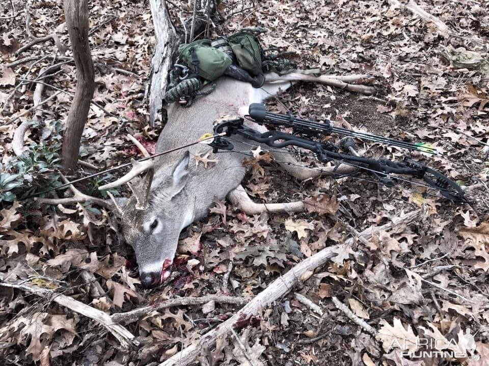 Bow Hunting Whitetail Deer