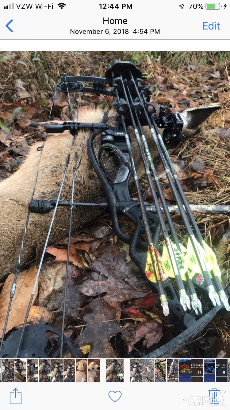 Bow Hunting Whitetail Deer