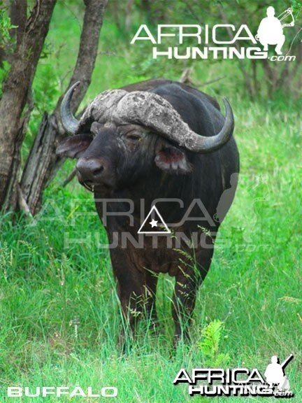 Bowhunting Buffalo Front View Shot Placement