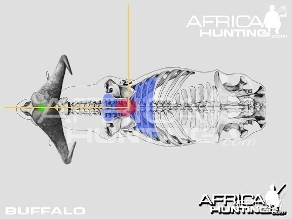 Bowhunting Buffalo Top View Shot Placement