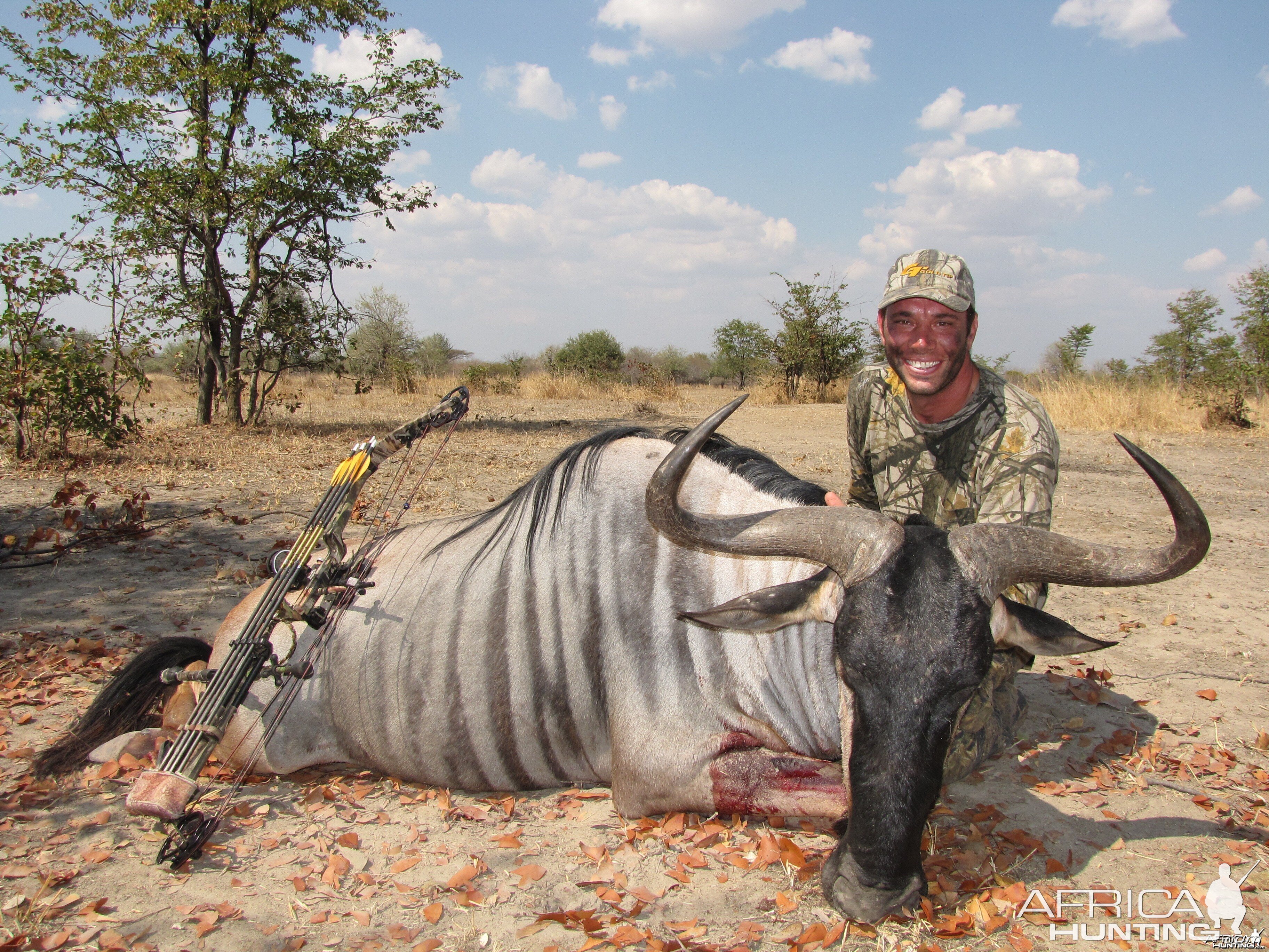 Bowhunting Cookson Wildebeest in Zambia