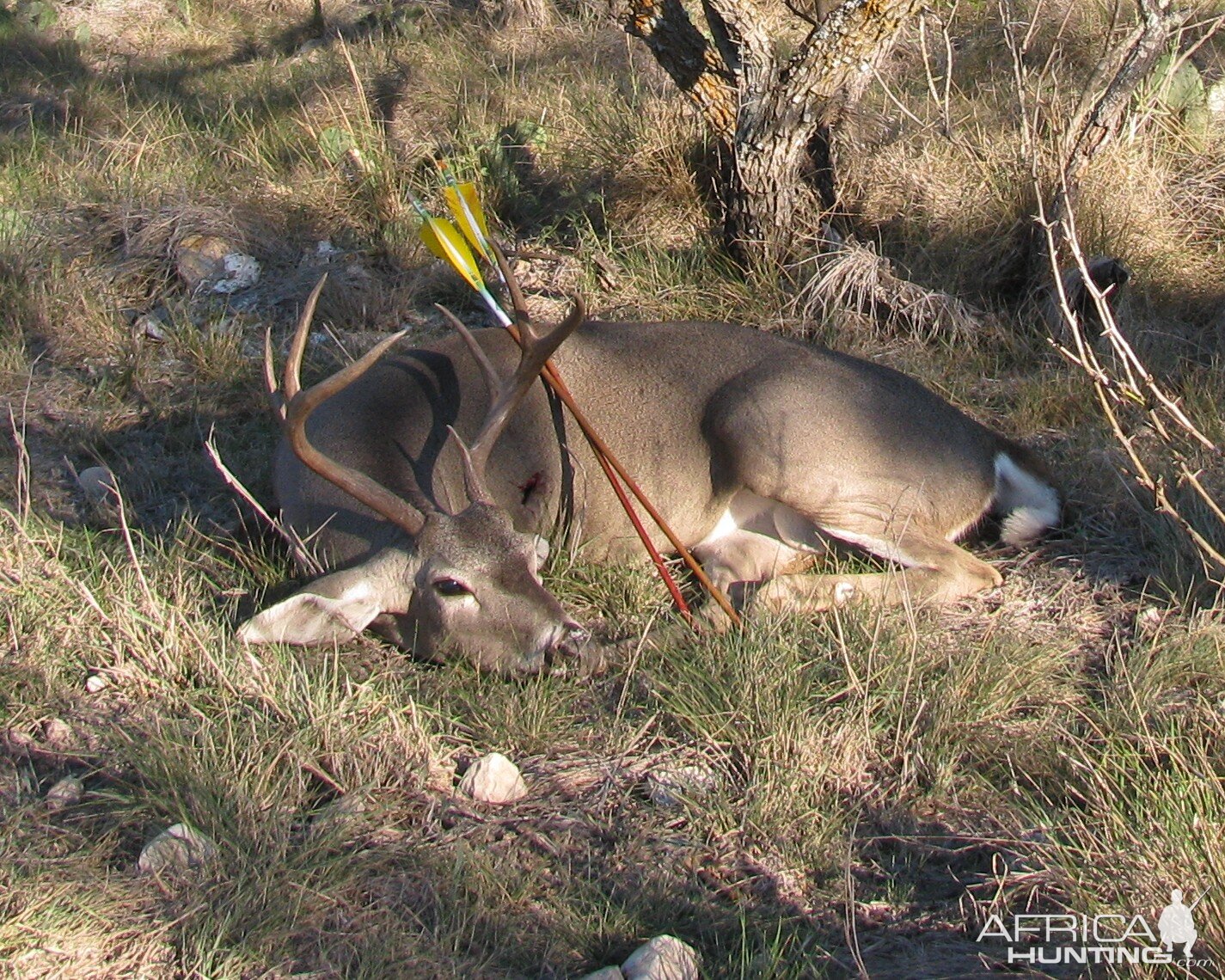 Bowhunting Deer