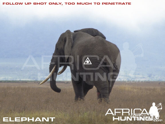 Bowhunting Elephant Shot Placement