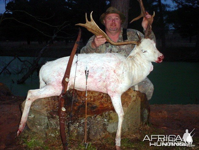 Bowhunting Fallow Deer