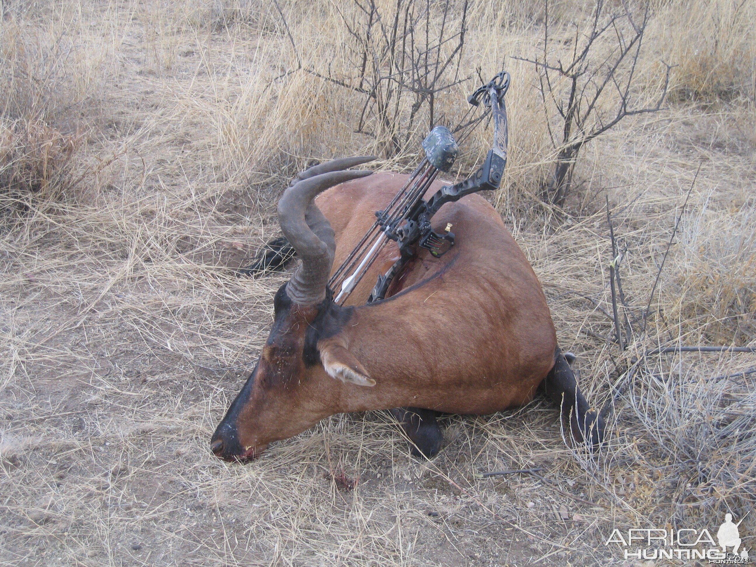 Bowhunting Hartebeest in Namibia